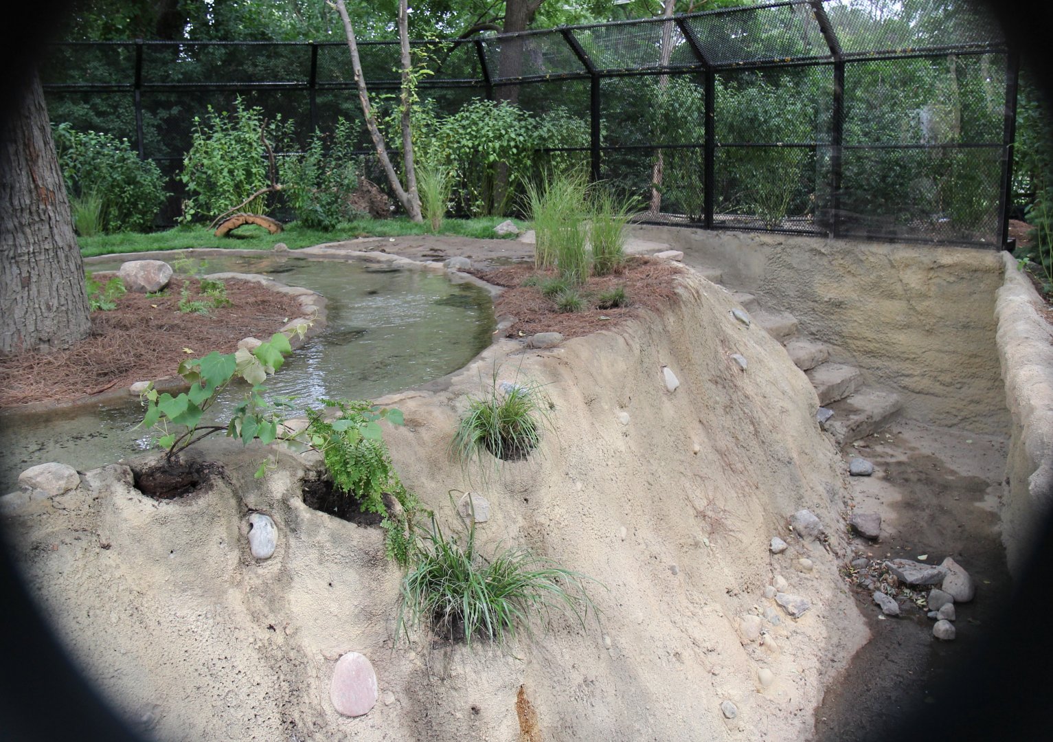 Detroit Zoo - North American River Otter Exhibit