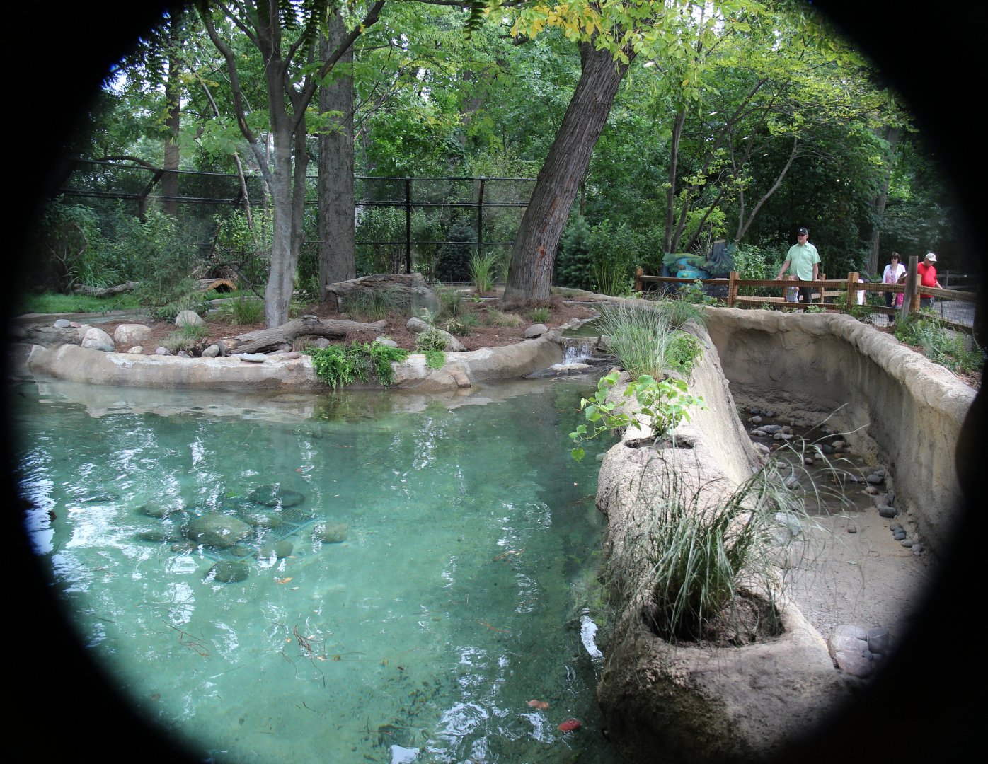 Detroit Zoo - North American River Otter Exhibit