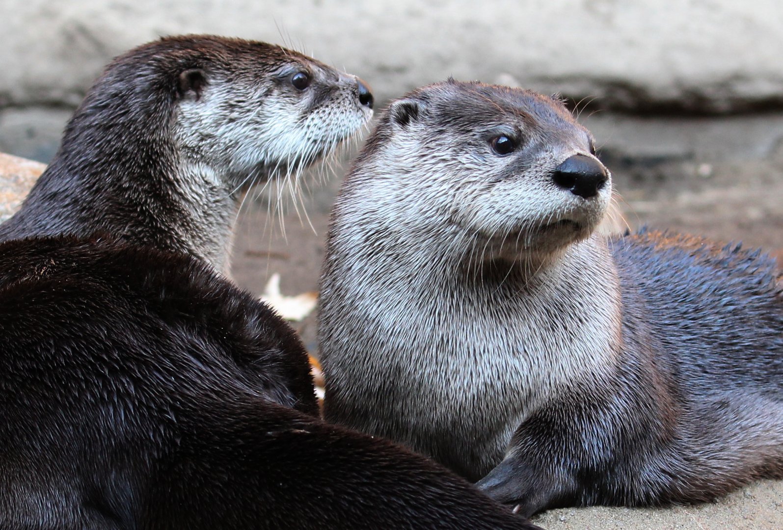 Detroit Zoo - North American River Otters - November, 2016