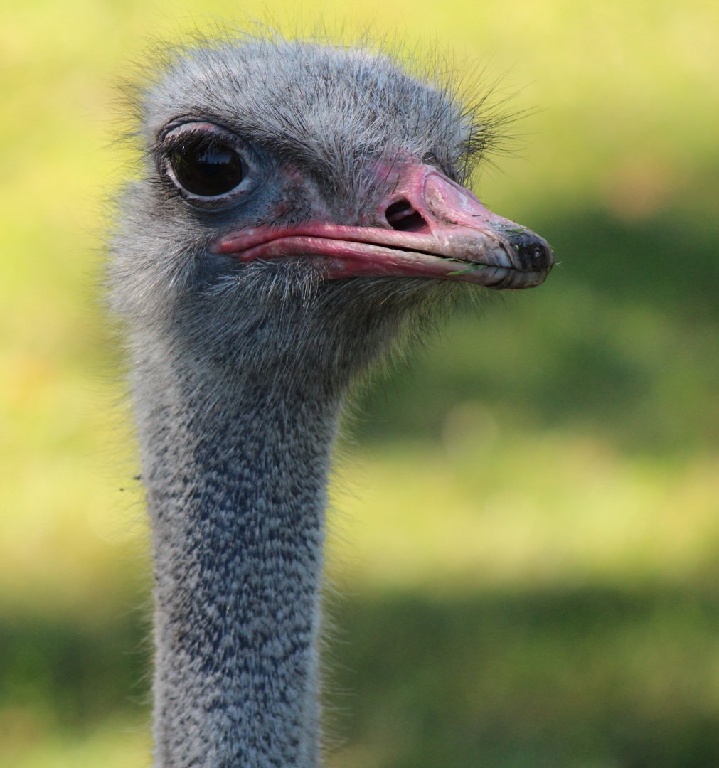 Detroit Zoo - Ostrich - August, 2016