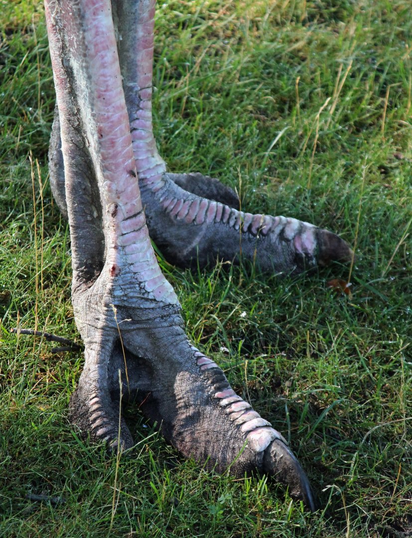 Detroit Zoo - Ostrich feet - August, 2016