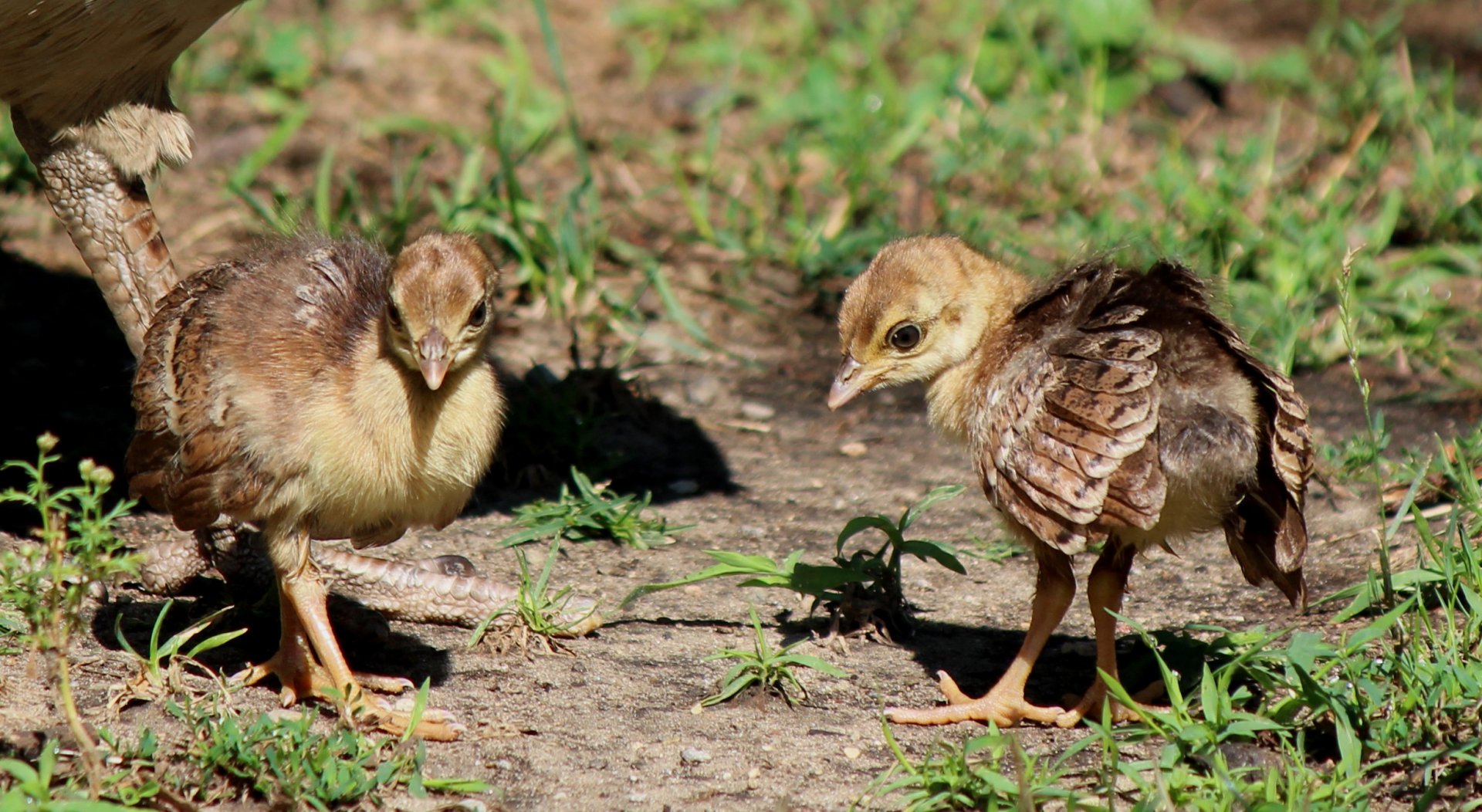 Detroit Zoo - Peacock chicks - August, 2016