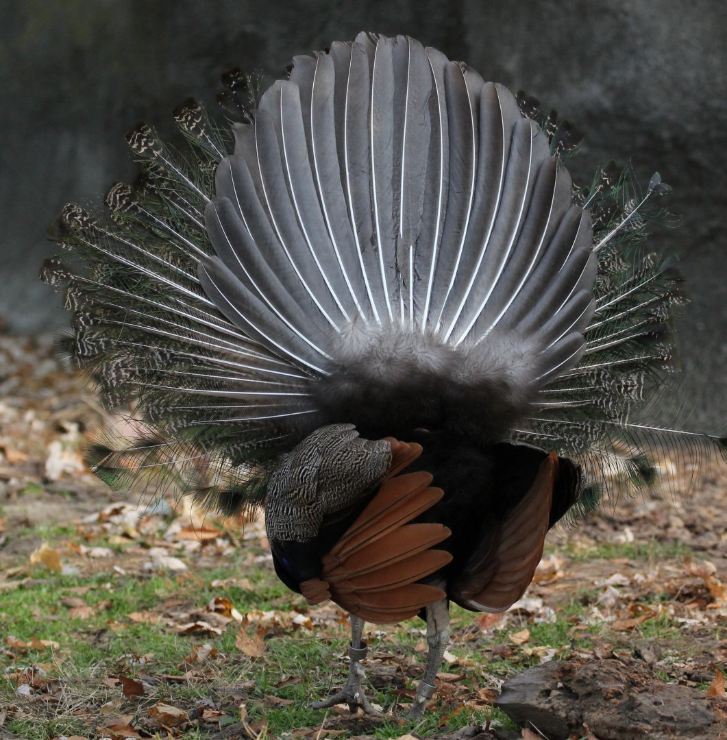 Detroit Zoo - Peacock - November, 2016