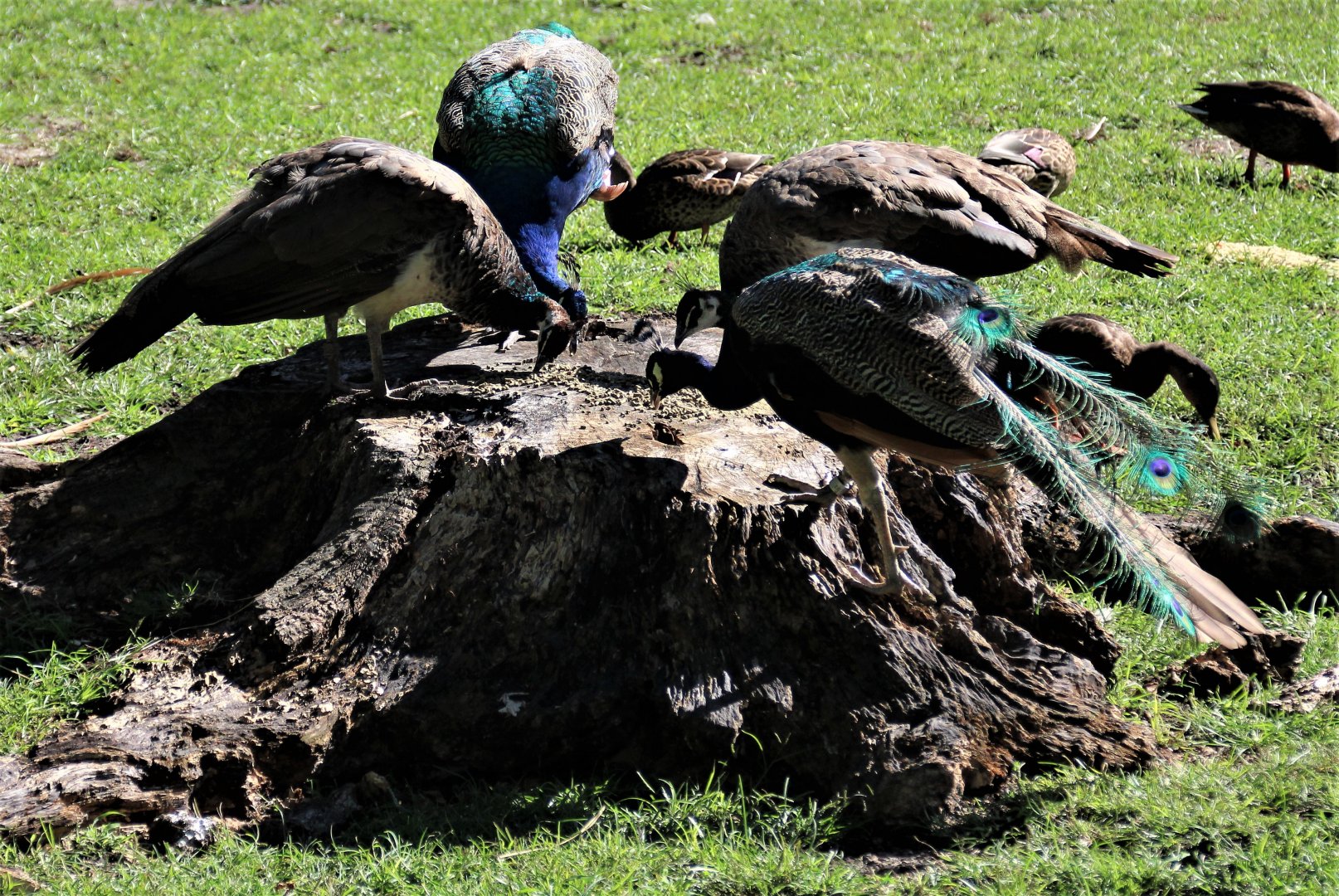 Detroit Zoo - Peacocks / African Grassland - August, 2016