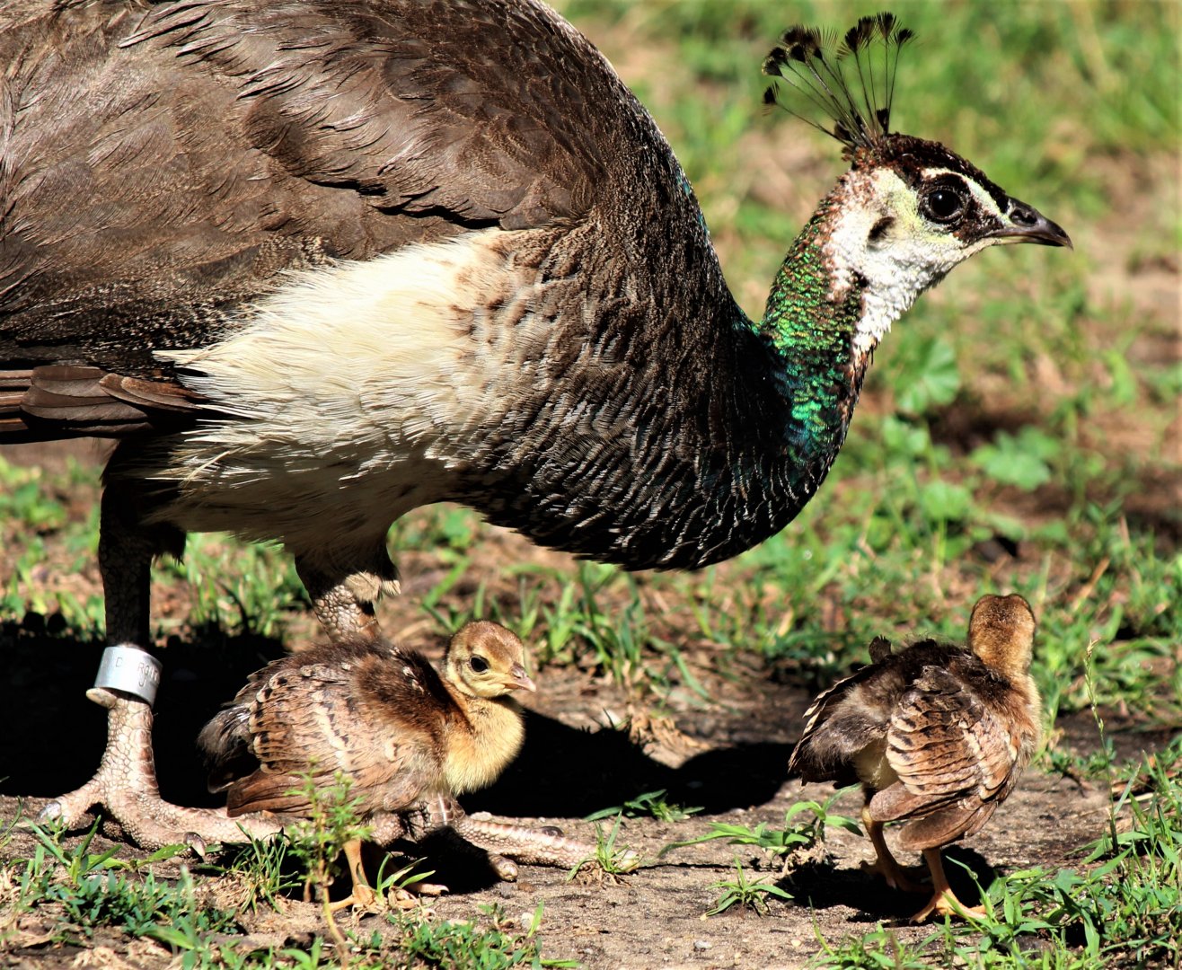 Detroit Zoo - Peahen and chicks - August, 2016