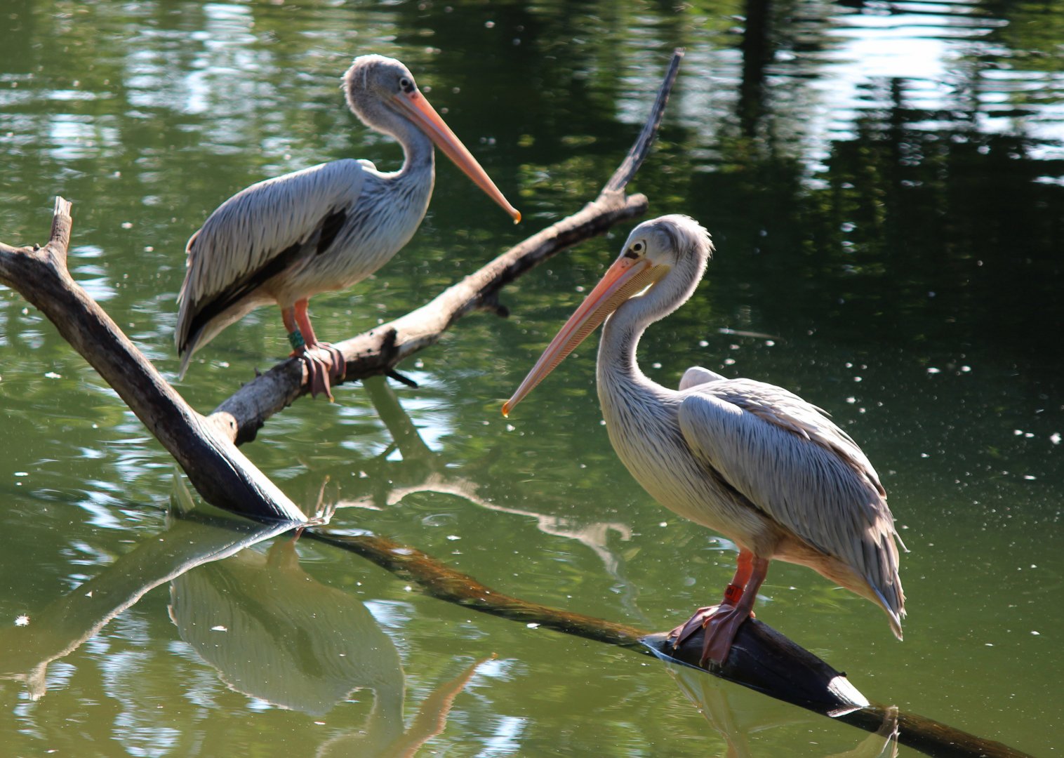 Detroit Zoo - Pink-backed Pelicans - August, 2016