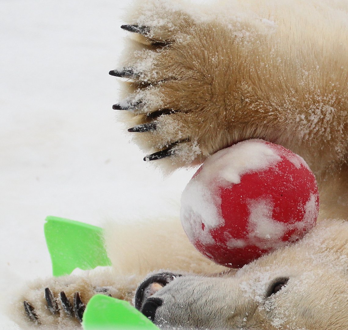 Detroit Zoo - Polar Bear - December, 2016