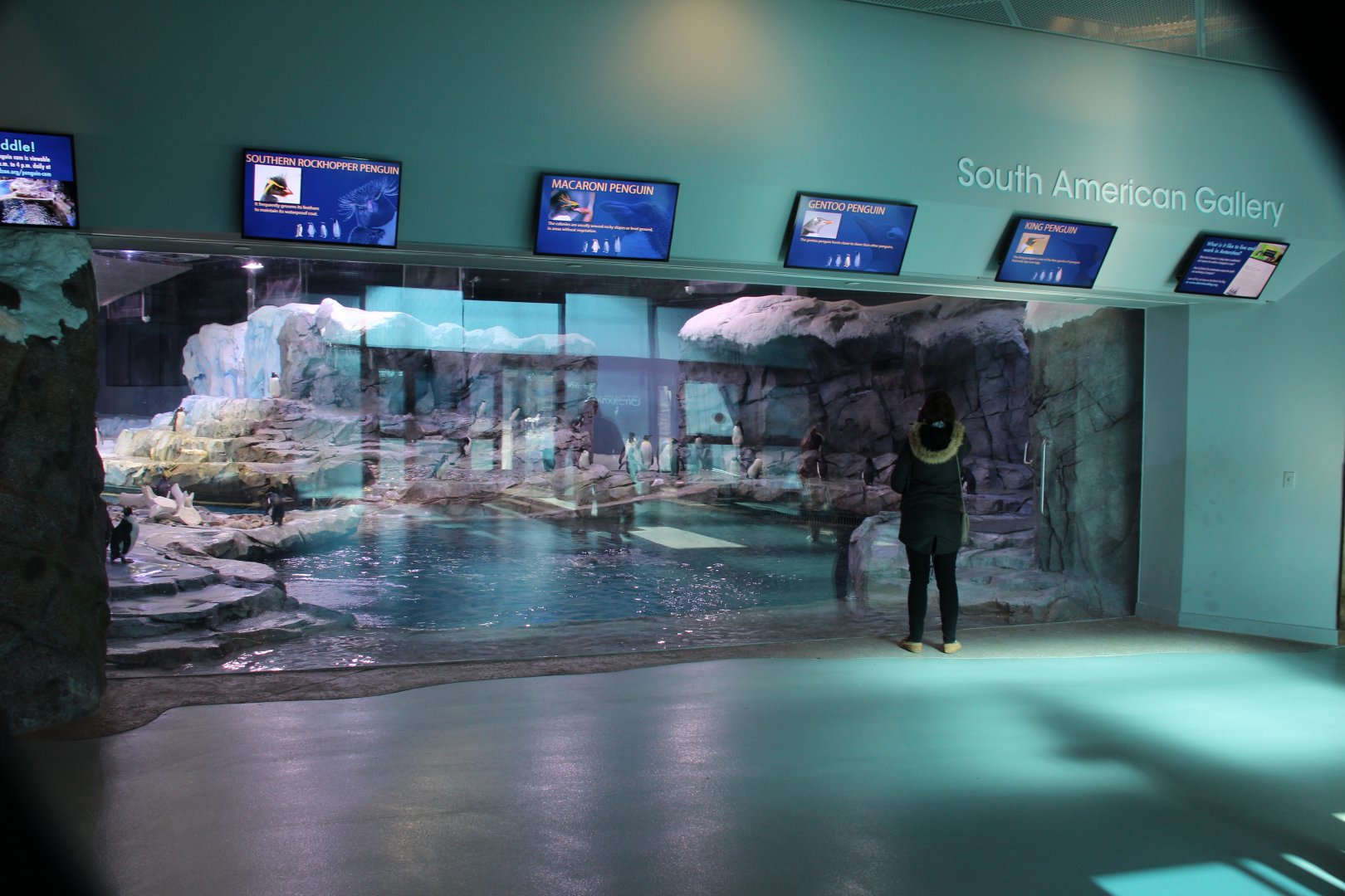 Detroit Zoo - Polk Penguin Conservation Center - East viewing window