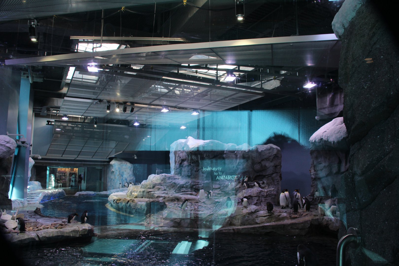 Detroit Zoo - Polk Penguin Conservation Center - East viewing window