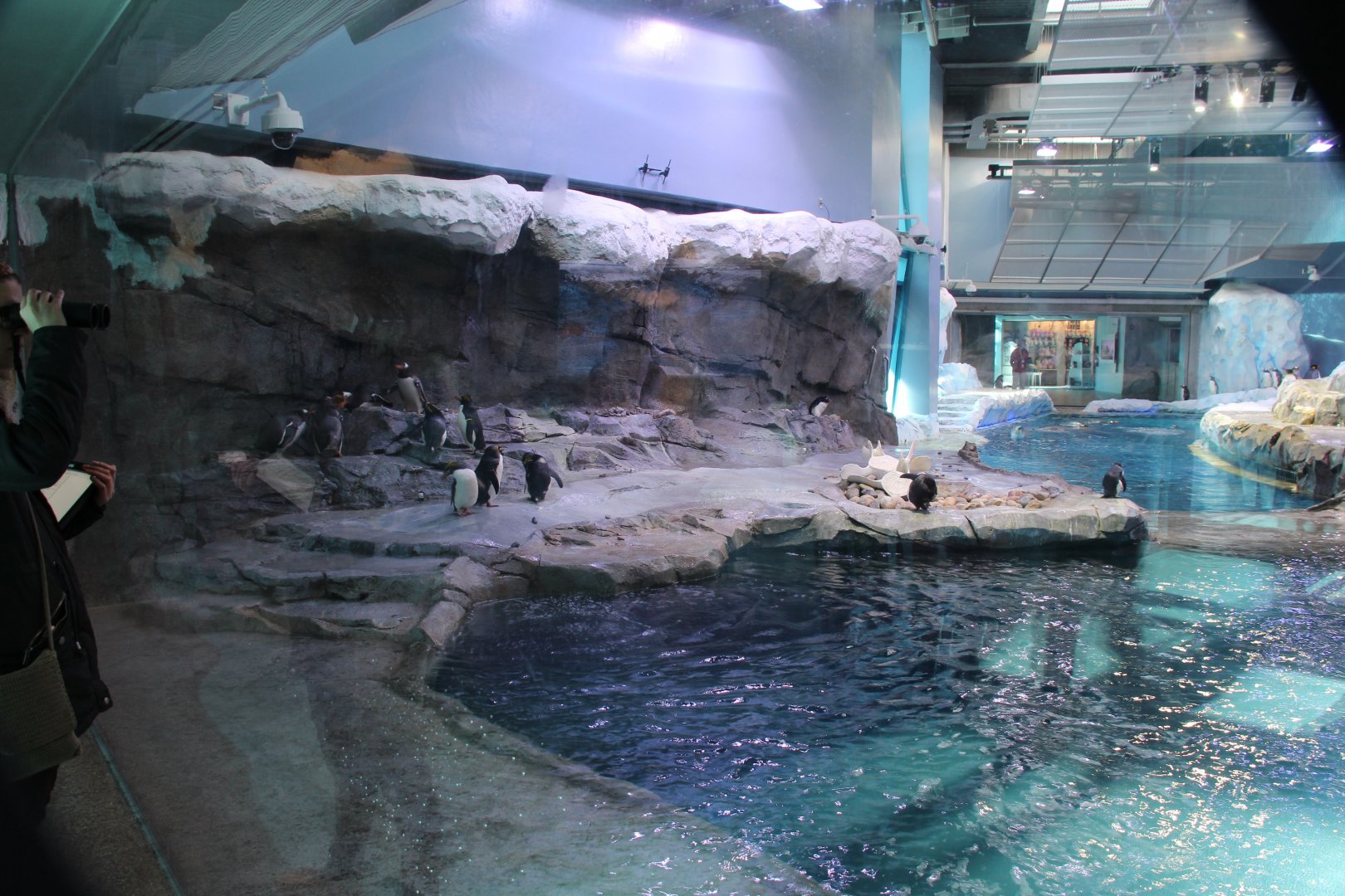 Detroit Zoo - Polk Penguin Conservation Center - East viewing window