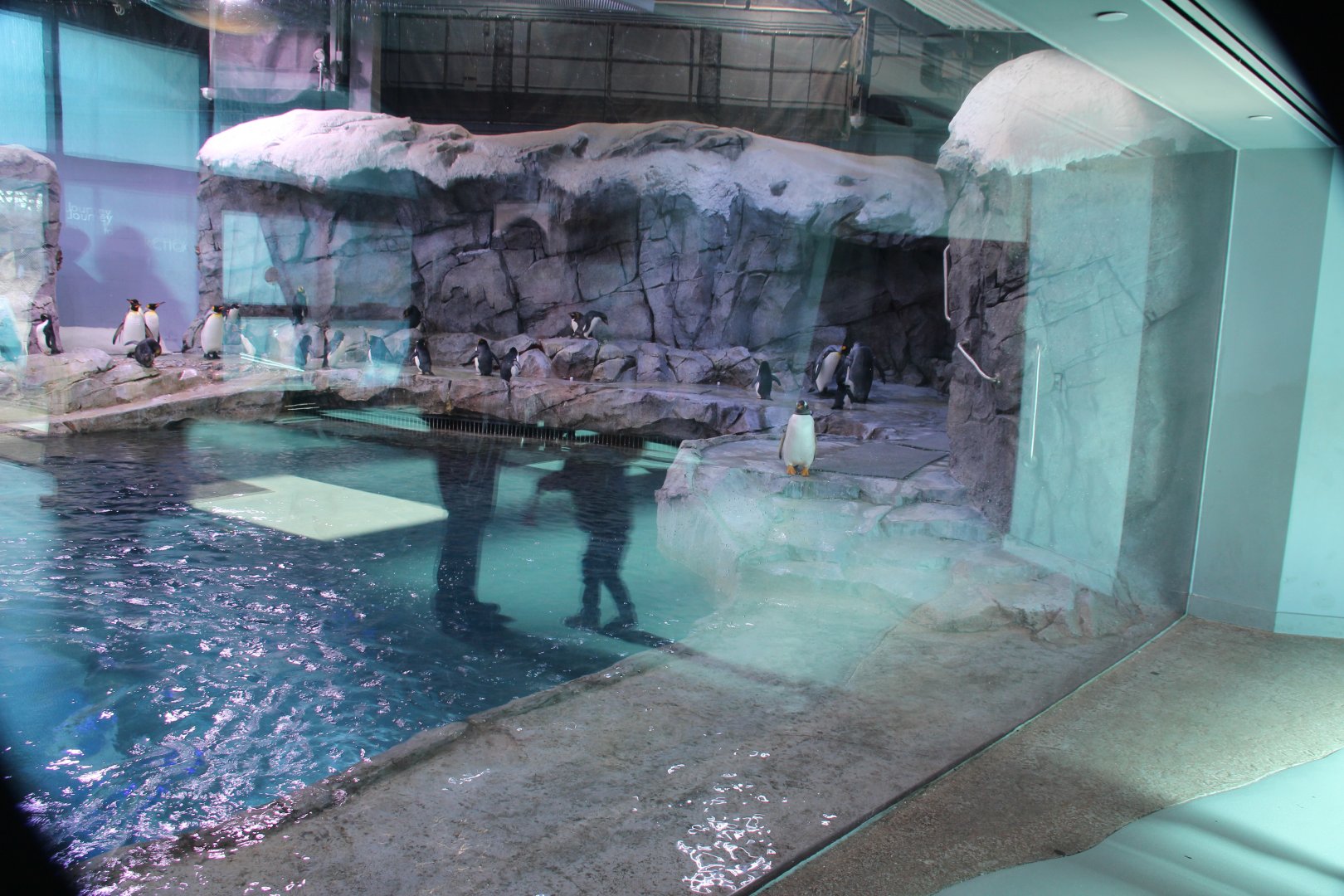 Detroit Zoo - Polk Penguin Conservation Center - East viewing window