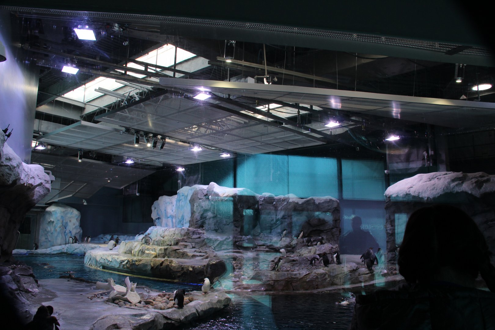 Detroit Zoo - Polk Penguin Conservation Center - East viewing window