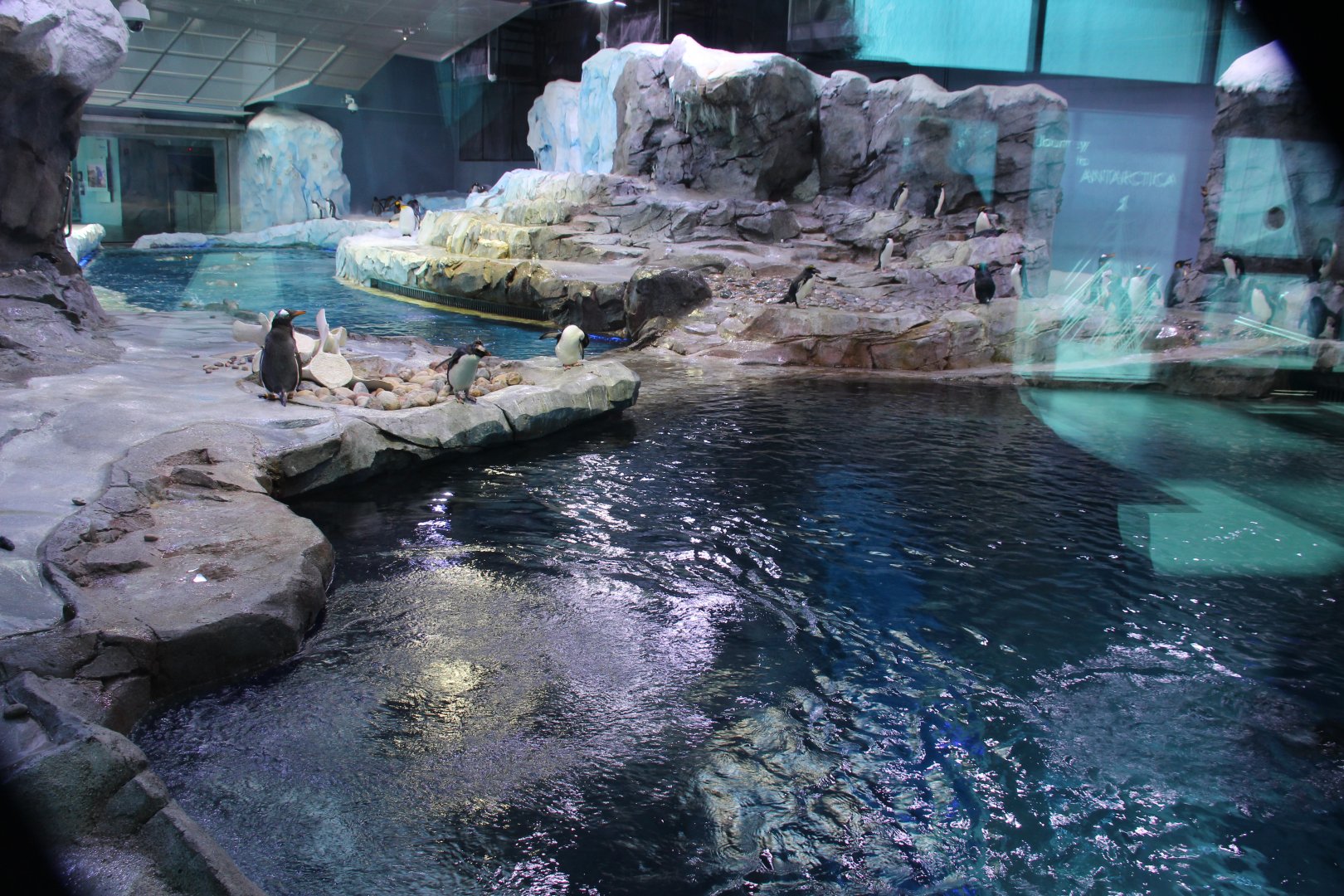 Detroit Zoo - Polk Penguin Conservation Center - East viewing window