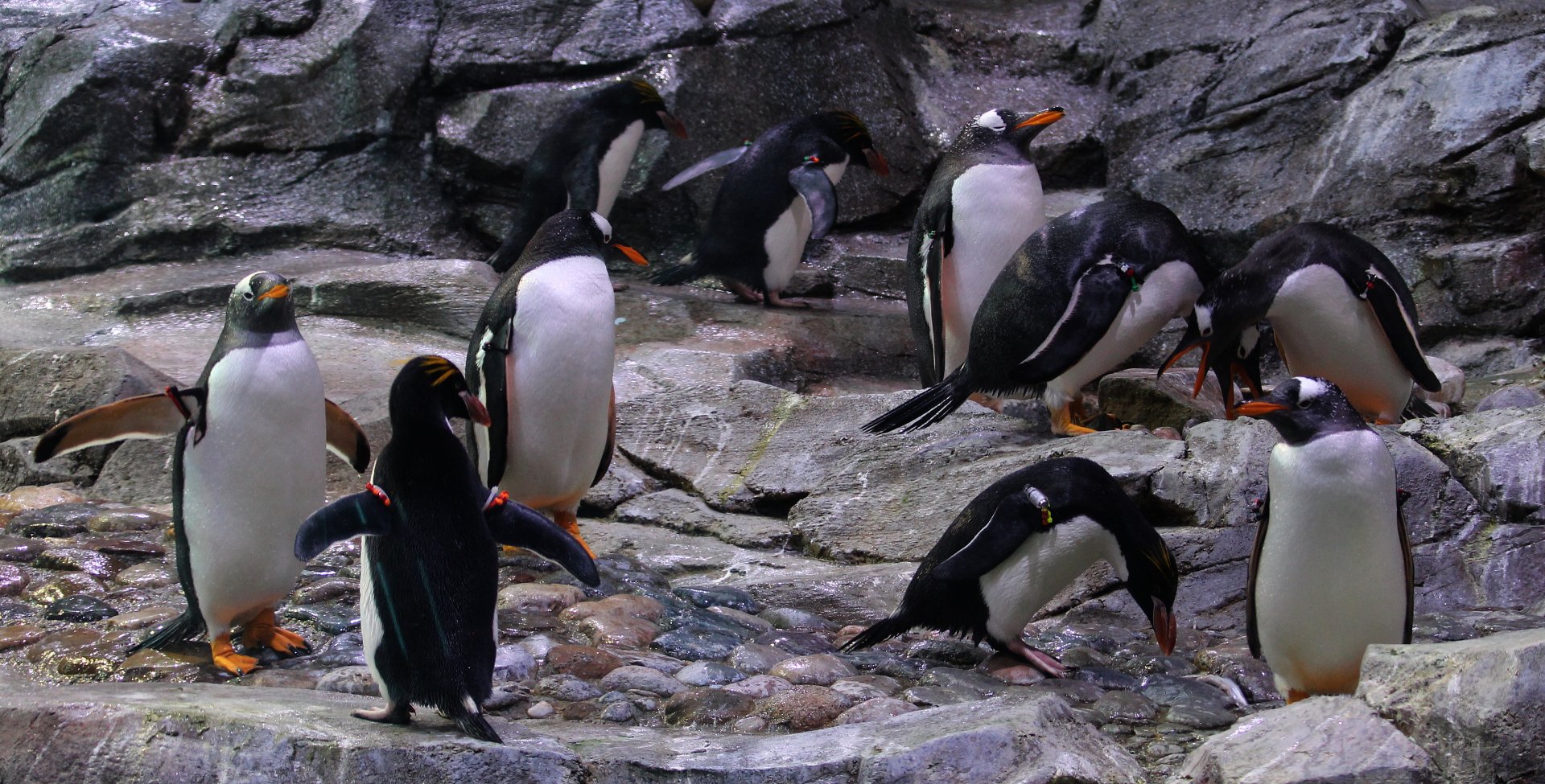 Detroit Zoo - Polk Penguin Conservation Center - November, 2016