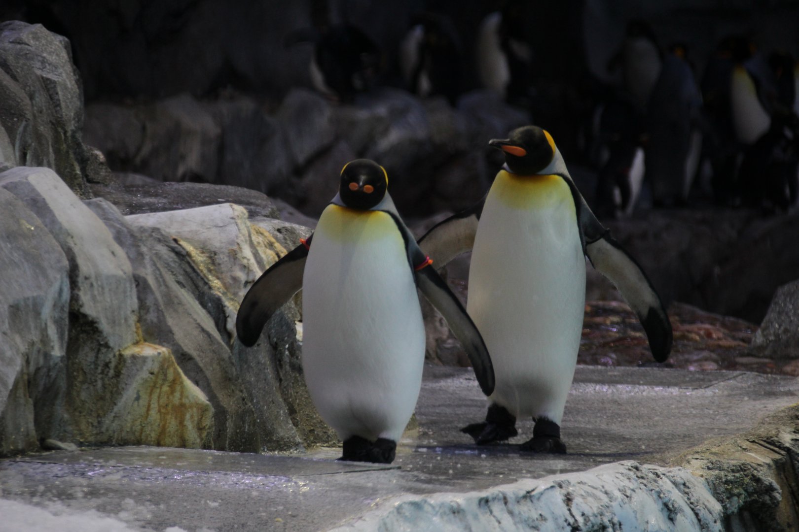 Detroit Zoo - Polk Penguin Conservation Center - September, 2016