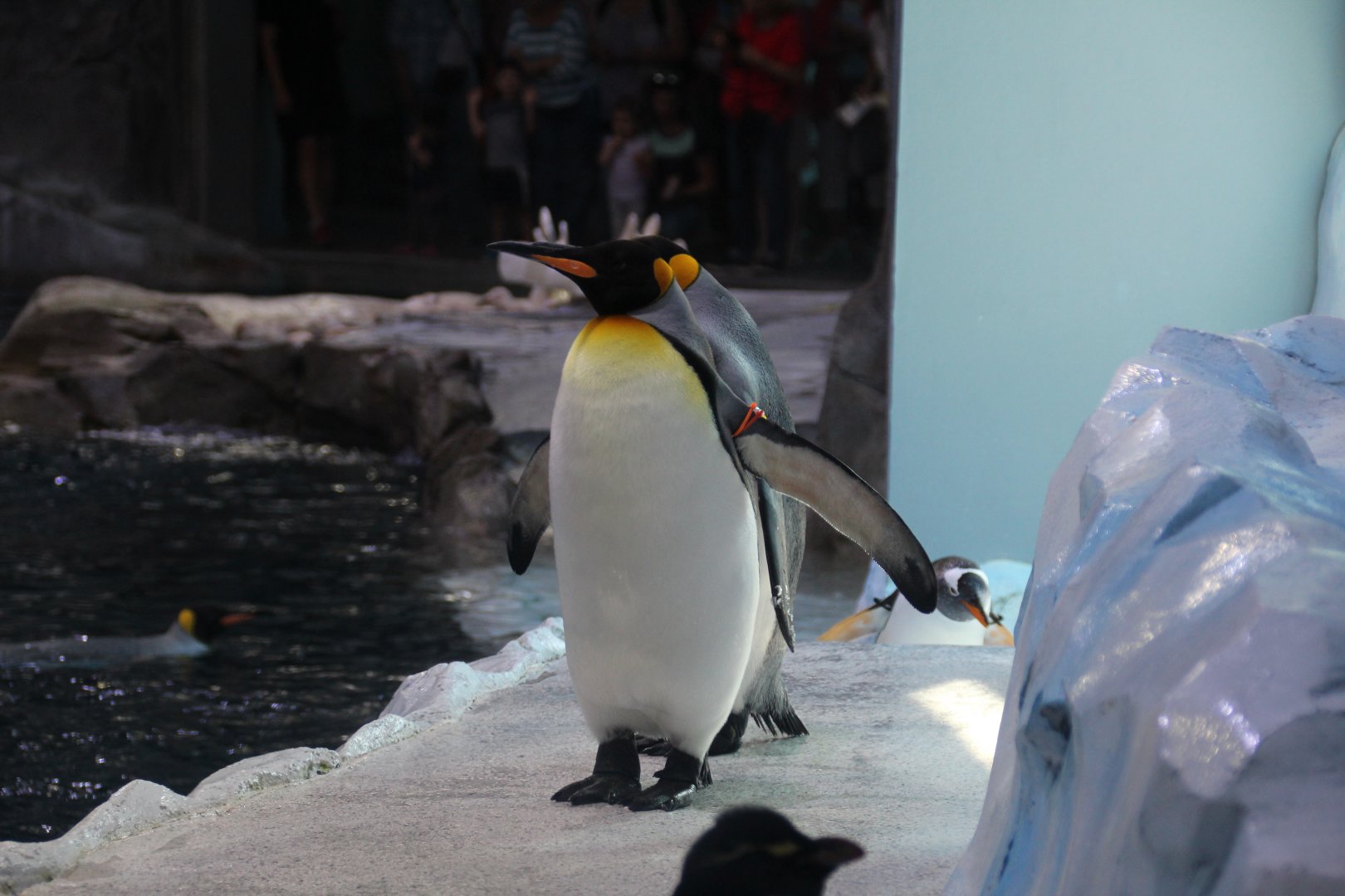 Detroit Zoo - Polk Penguin Conservation Center - September, 2016