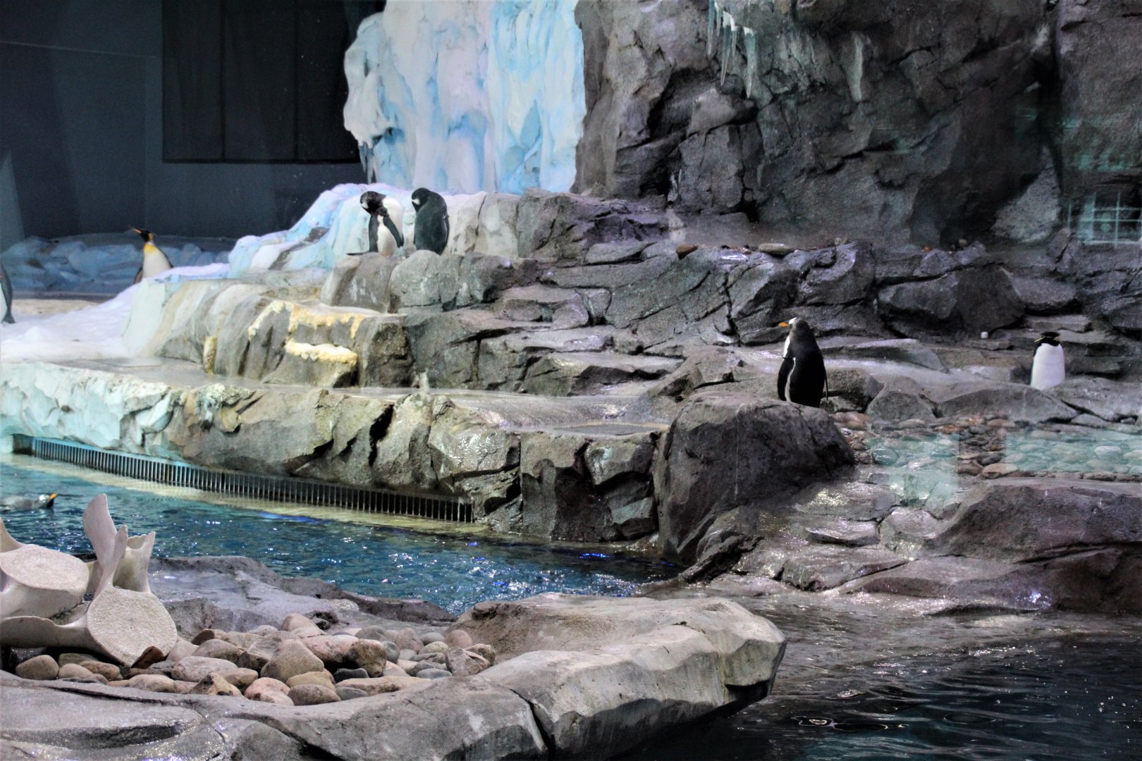 Detroit Zoo - Polk Penguin Conservation Center - September, 2016