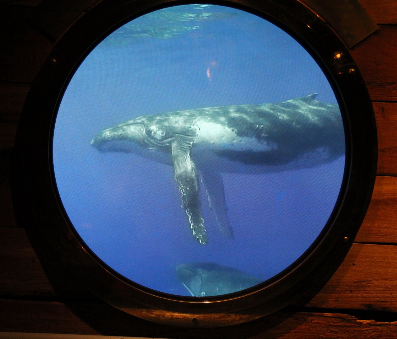 Detroit Zoo - Polk Penguin Conservation Center - September, 2016