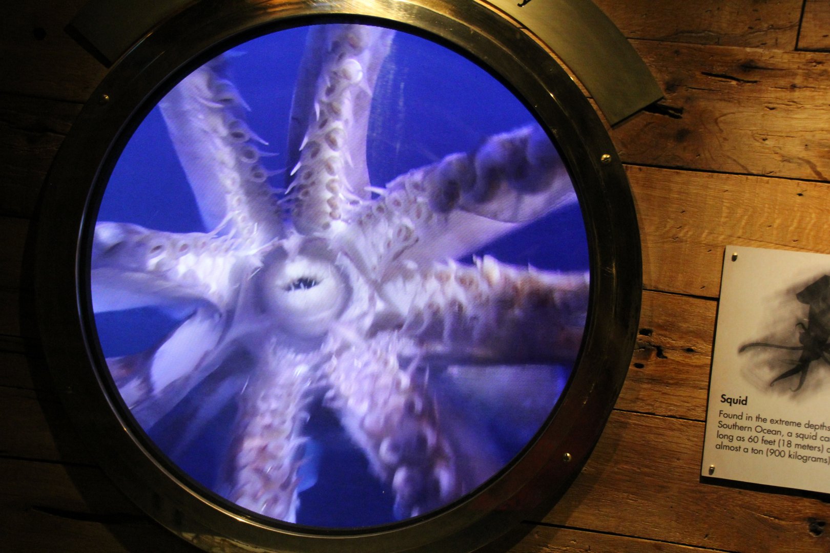 Detroit Zoo - Polk Penguin Conservation Center - September, 2016