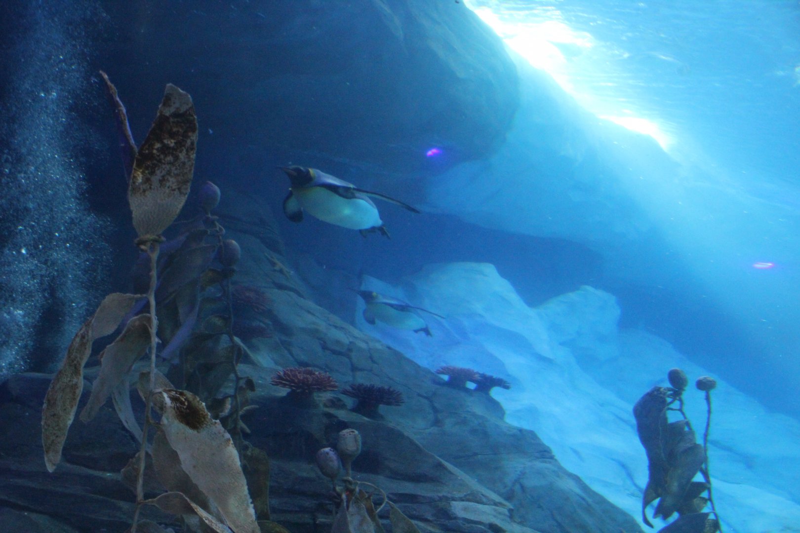 Detroit Zoo - Polk Penguin Conservation Center - September, 2016