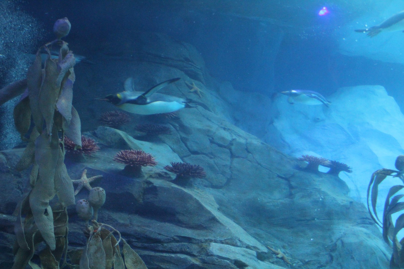 Detroit Zoo - Polk Penguin Conservation Center - September, 2016