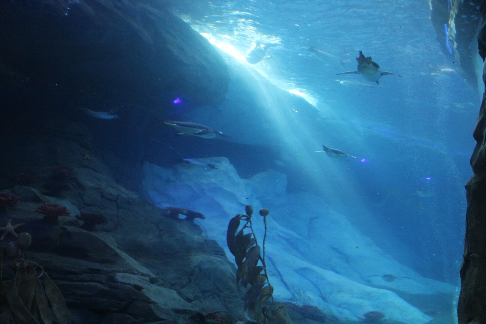 Detroit Zoo - Polk Penguin Conservation Center - September, 2016