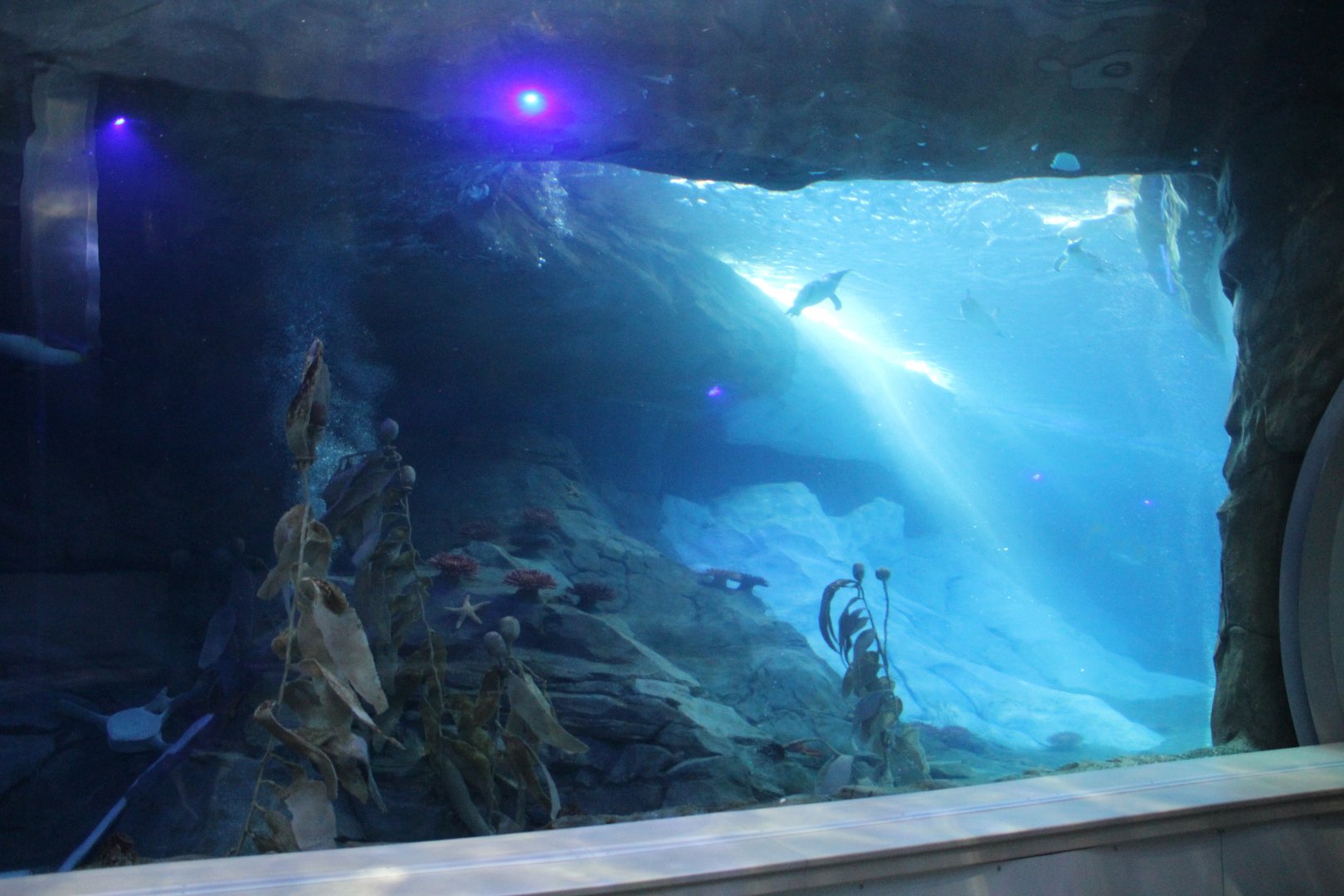 Detroit Zoo - Polk Penguin Conservation Center - September, 2016