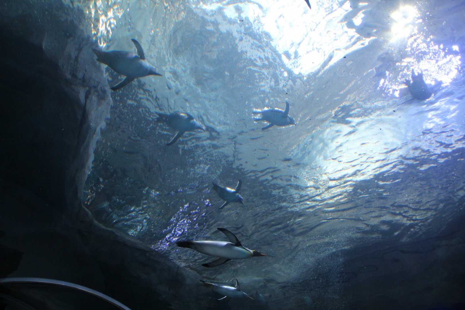 Detroit Zoo - Polk Penguin Conservation Center - September, 2016