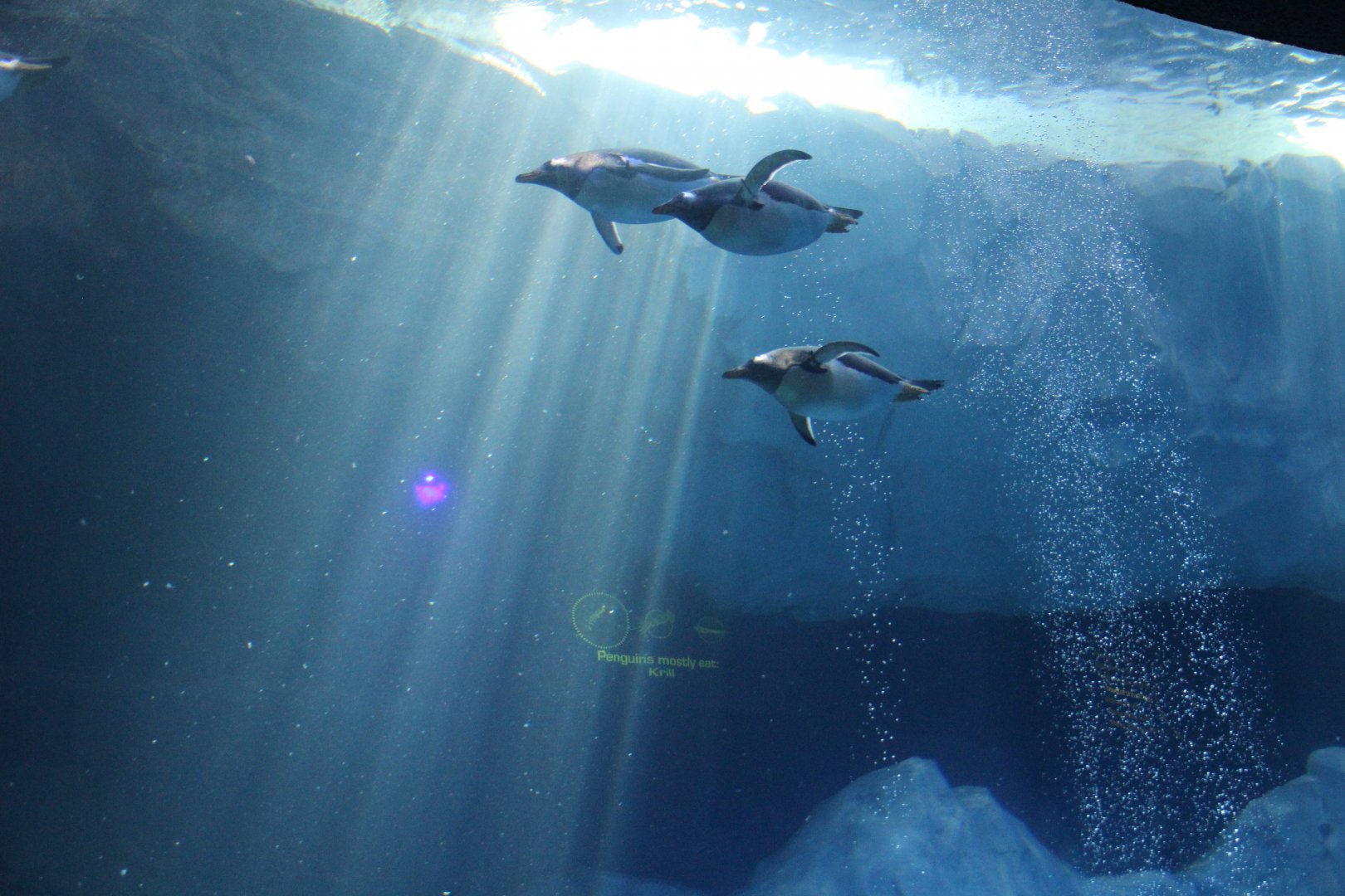 Detroit Zoo - Polk Penguin Conservation Center - September, 2016