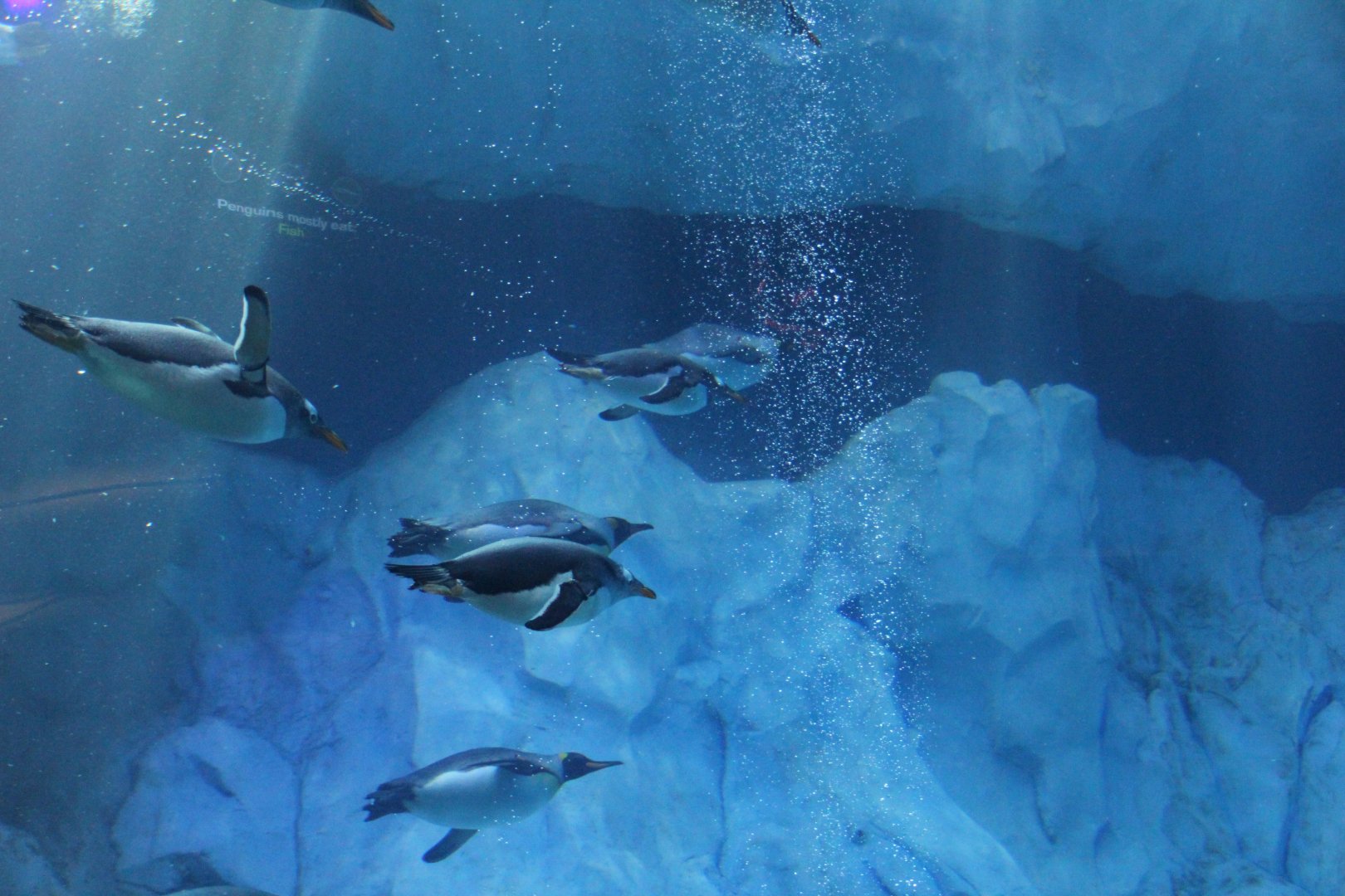 Detroit Zoo - Polk Penguin Conservation Center - September, 2016