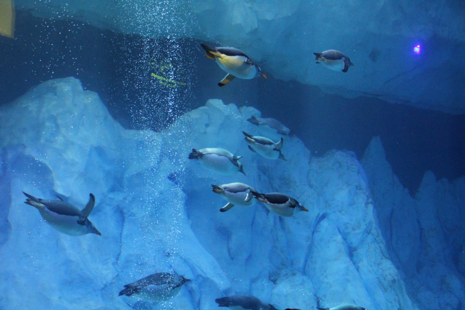 Detroit Zoo - Polk Penguin Conservation Center - September, 2016