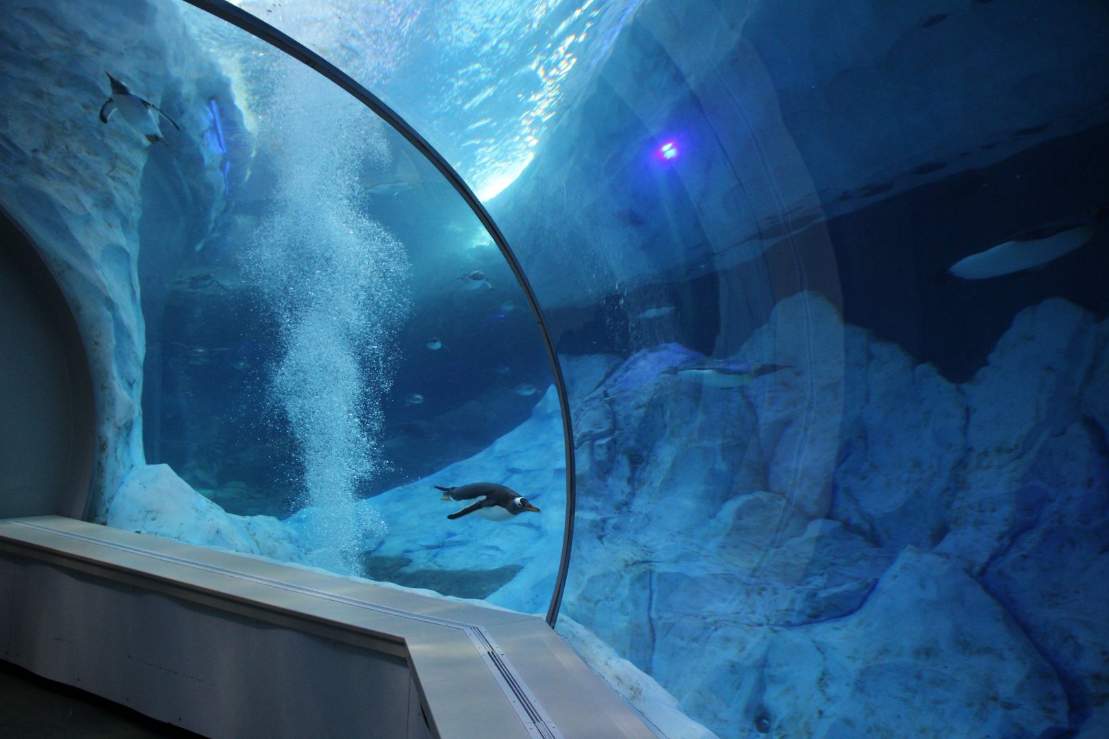 Detroit Zoo - Polk Penguin Conservation Center - September, 2016