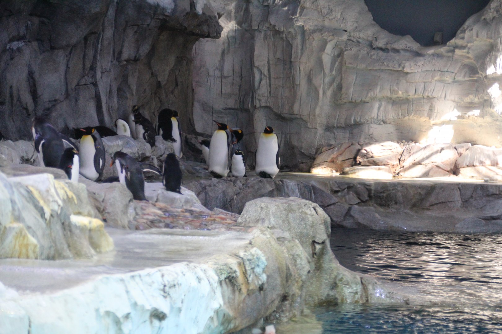 Detroit Zoo - Polk Penguin Conservation Center - September, 2016