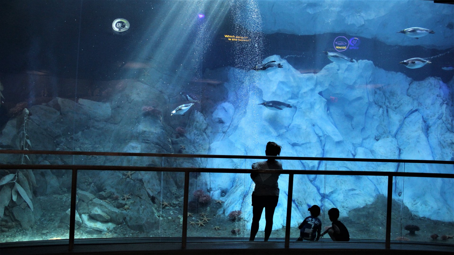 Detroit Zoo - Polk Penguin Conservation Center - Summer, 2016