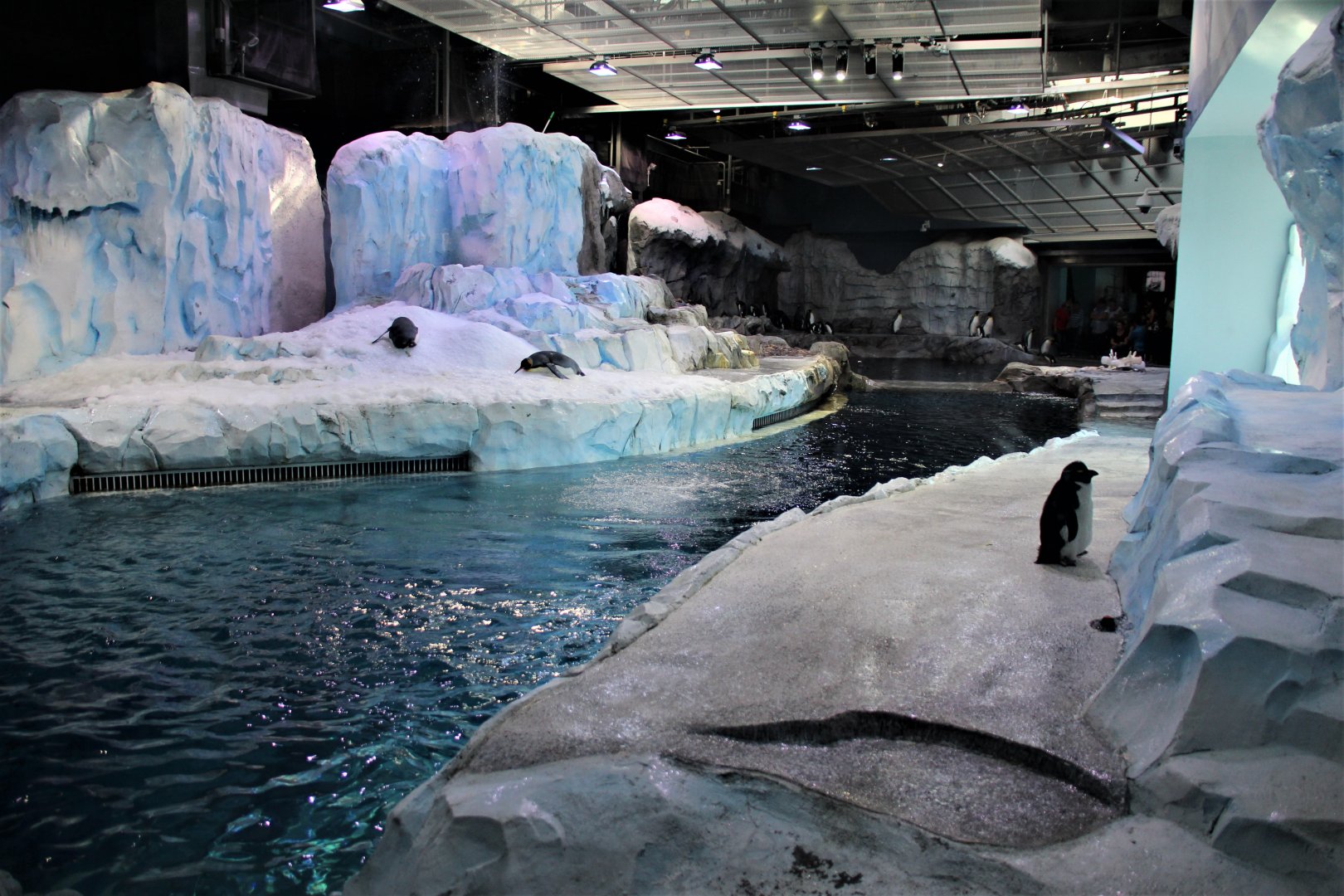 Detroit Zoo - Polk Penguin Conservation Center - Summer, 2016