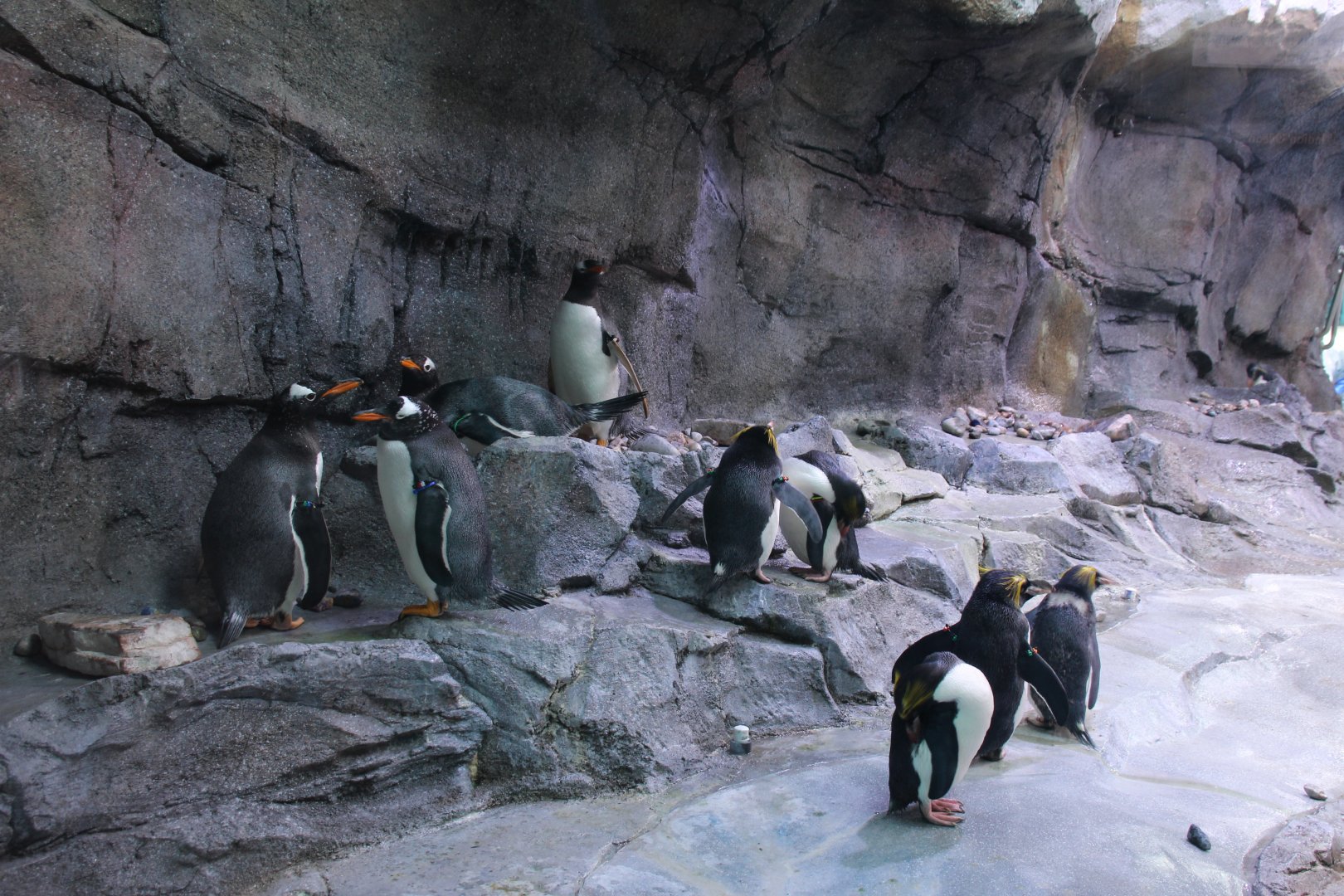 Detroit Zoo - Polk Penguin Conservation Center