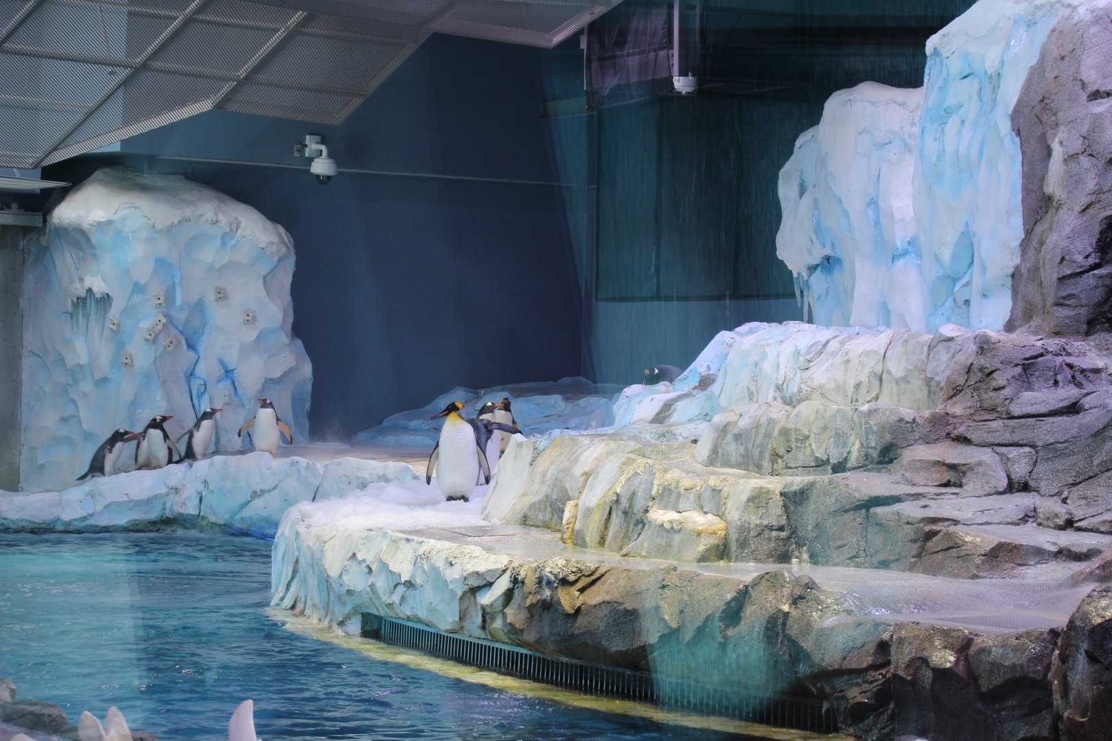 Detroit Zoo - Polk Penguin Conservation Center