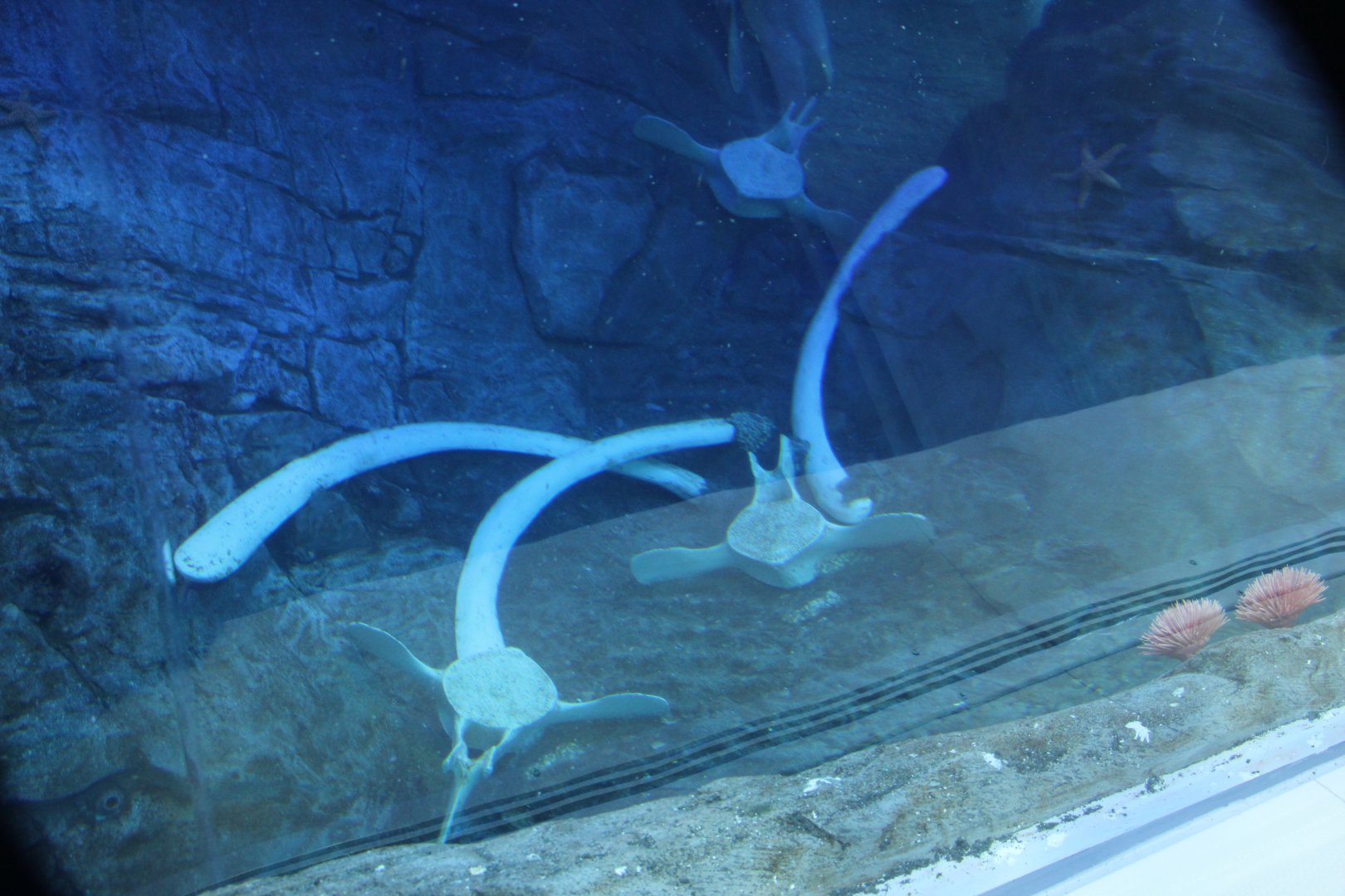 Detroit Zoo - Polk Penguin Conservation Center