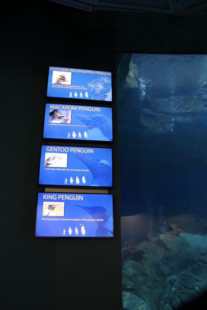 Detroit Zoo - Polk Penguin Conservation Center