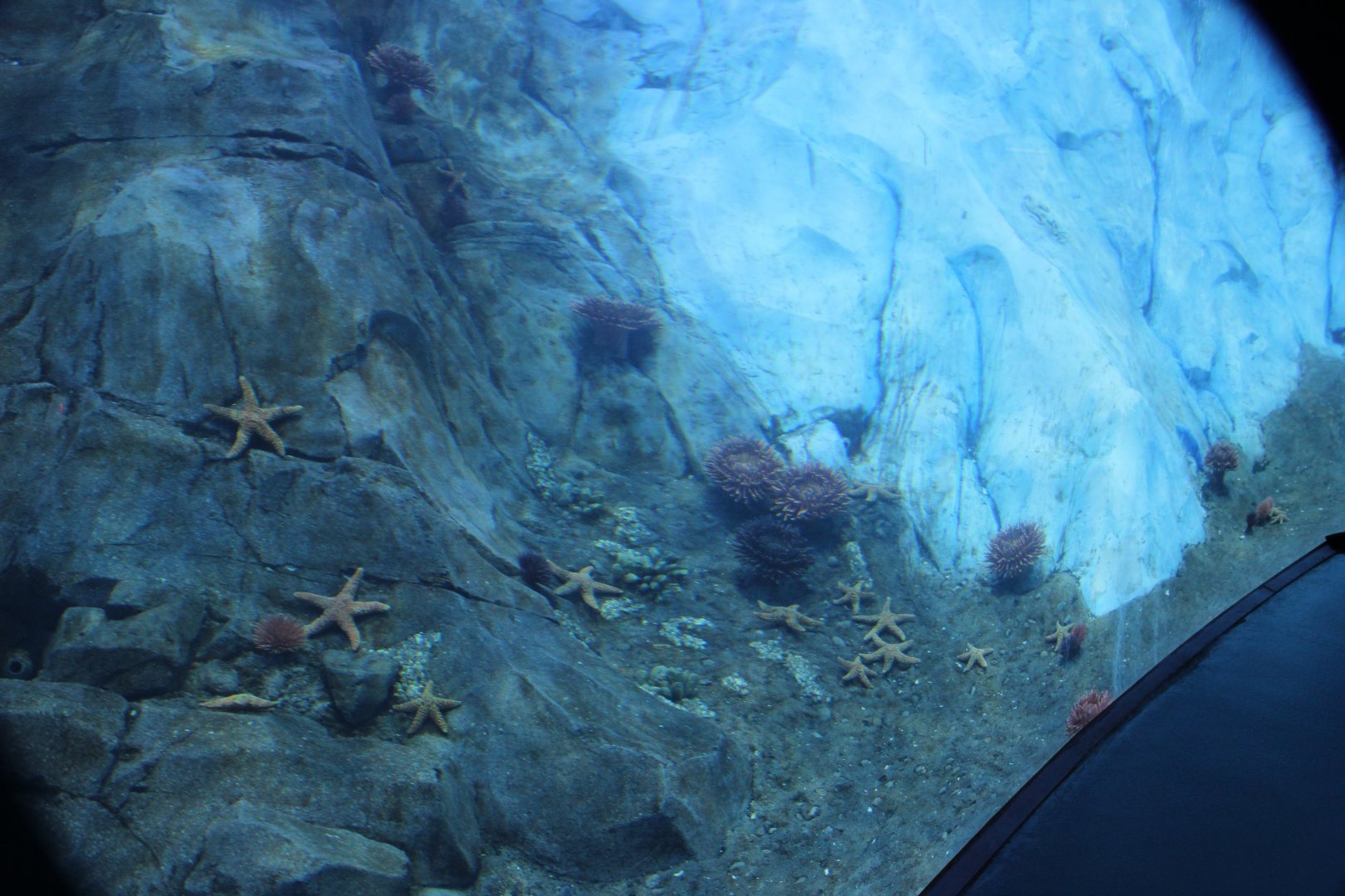 Detroit Zoo - Polk Penguin Conservation Center