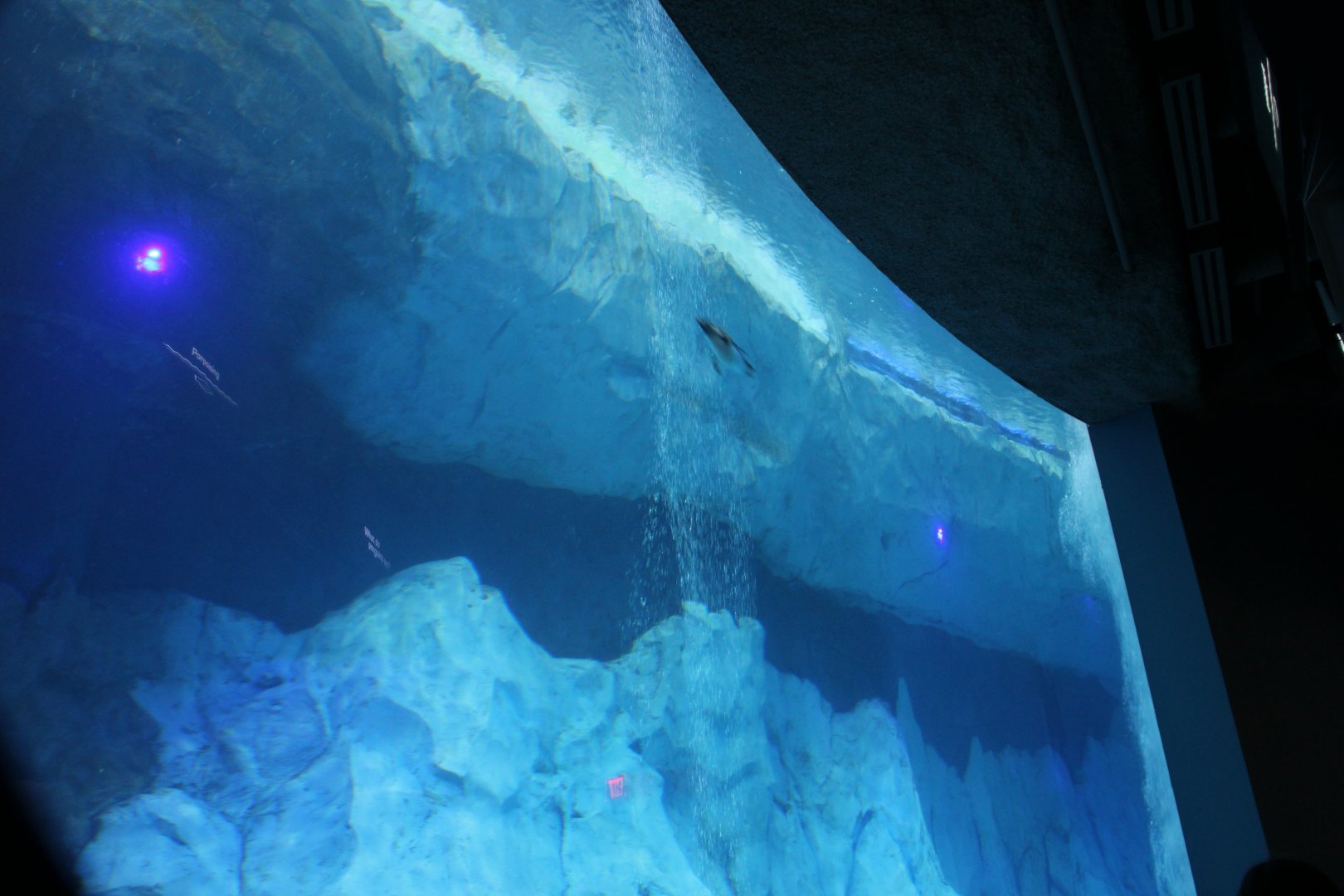 Detroit Zoo - Polk Penguin Conservation Center