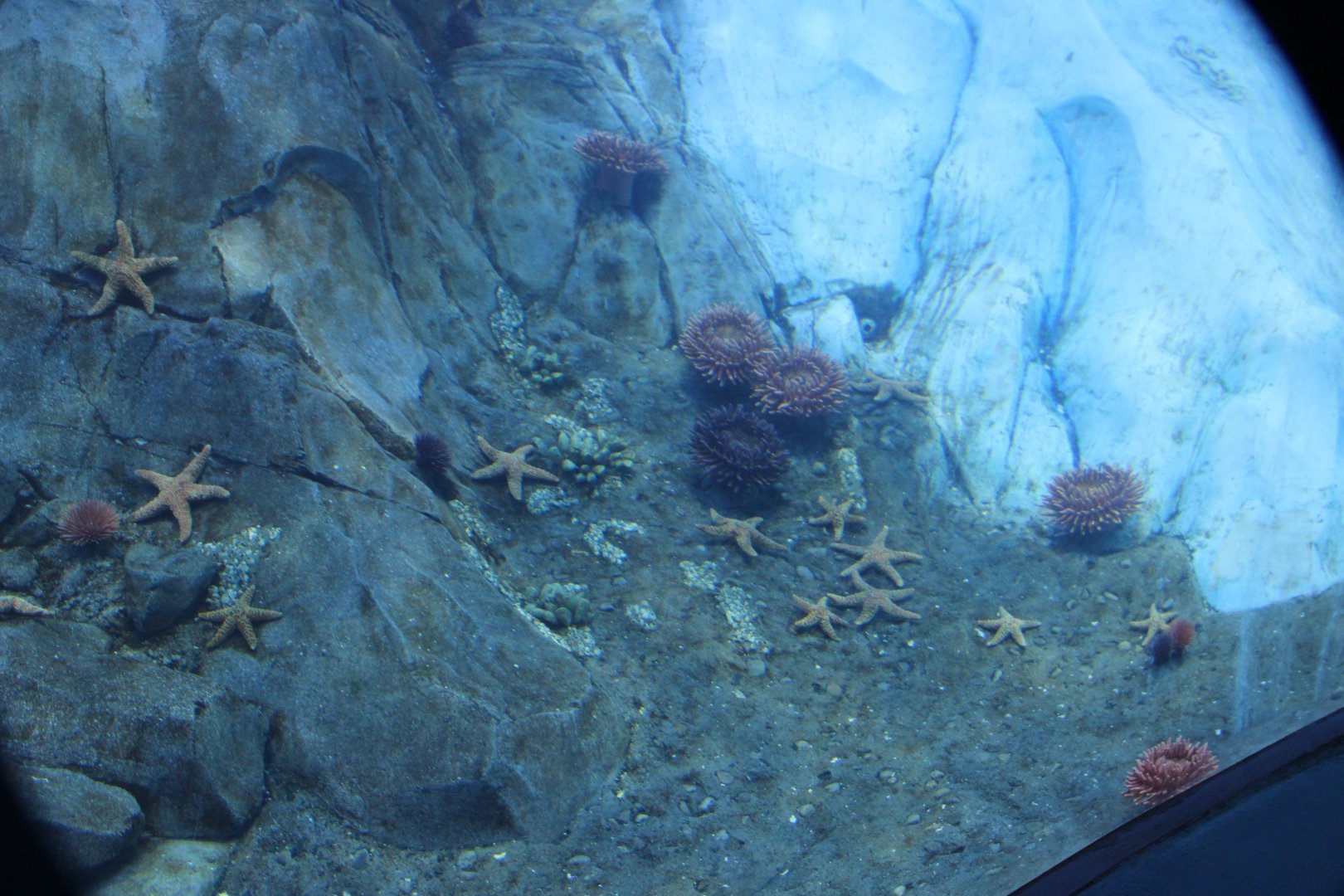 Detroit Zoo - Polk Penguin Conservation Center