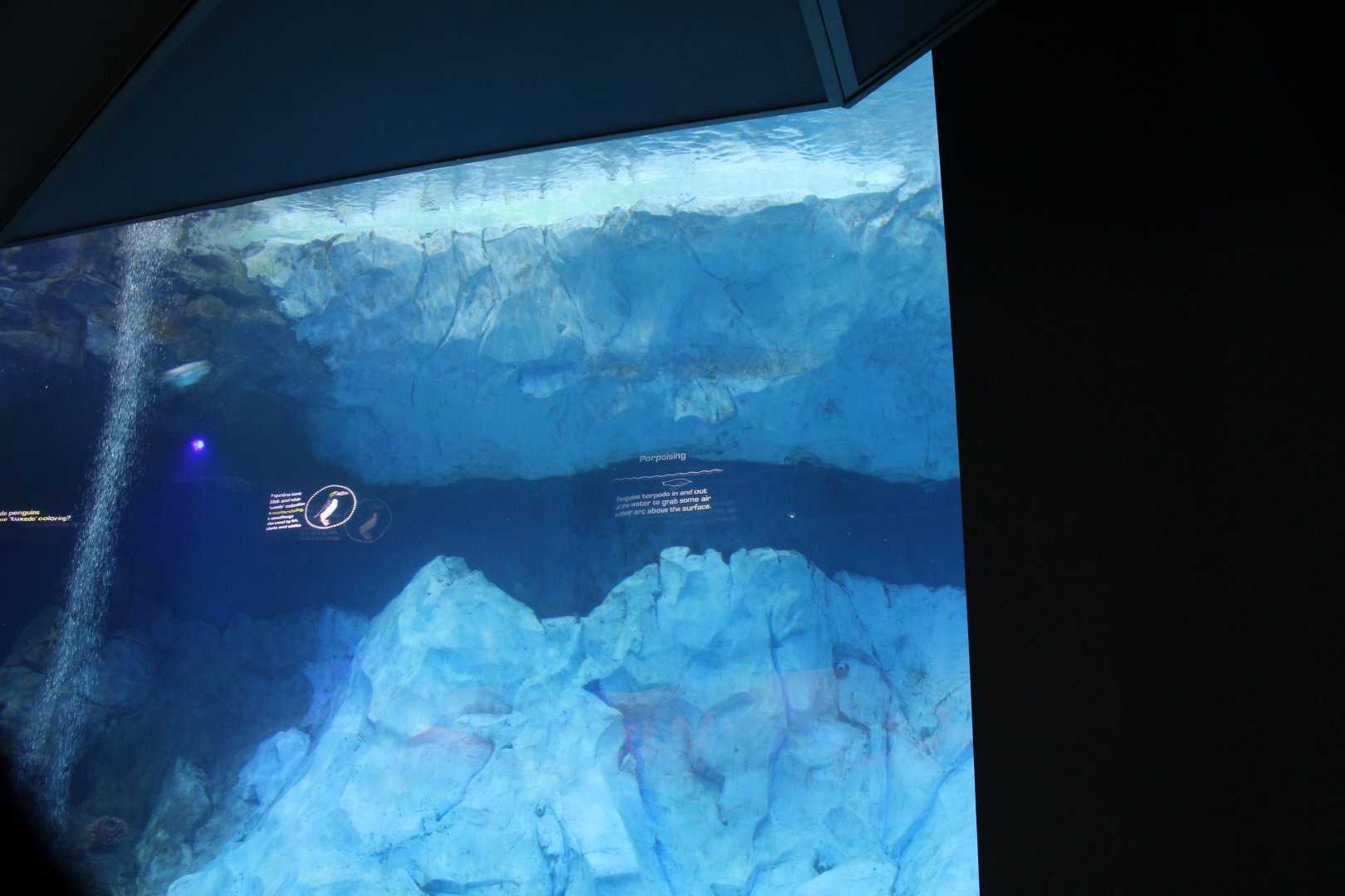 Detroit Zoo - Polk Penguin Conservation Center