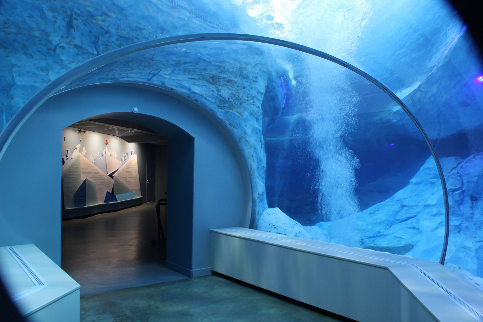 Detroit Zoo - Polk Penguin Conservation Center