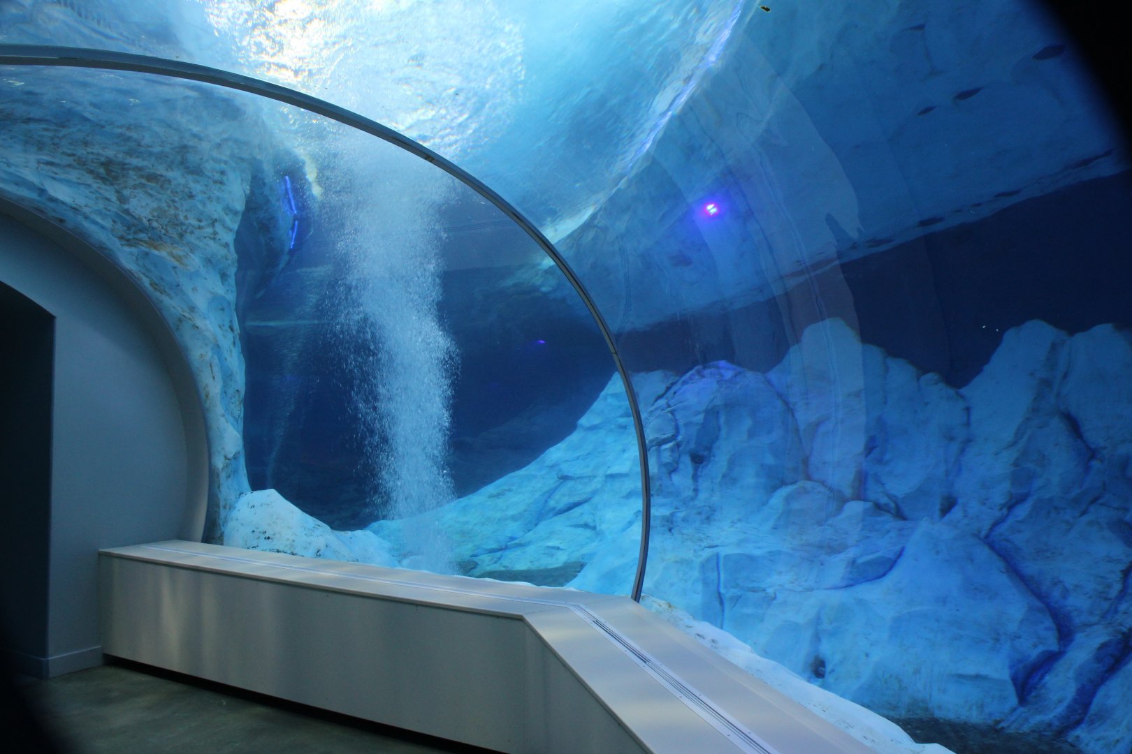 Detroit Zoo - Polk Penguin Conservation Center