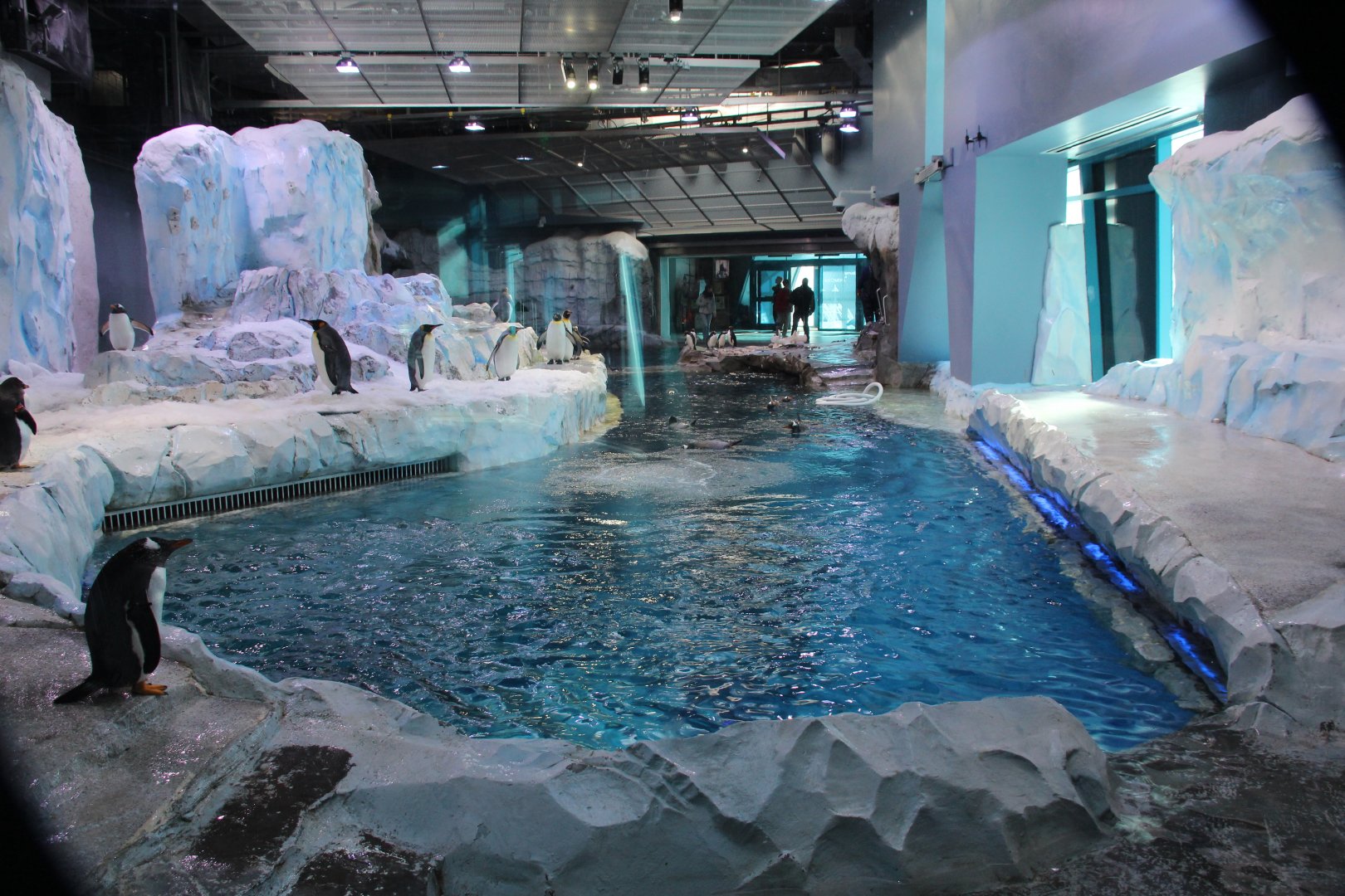 Detroit Zoo - Polk Penguin Conservation Center