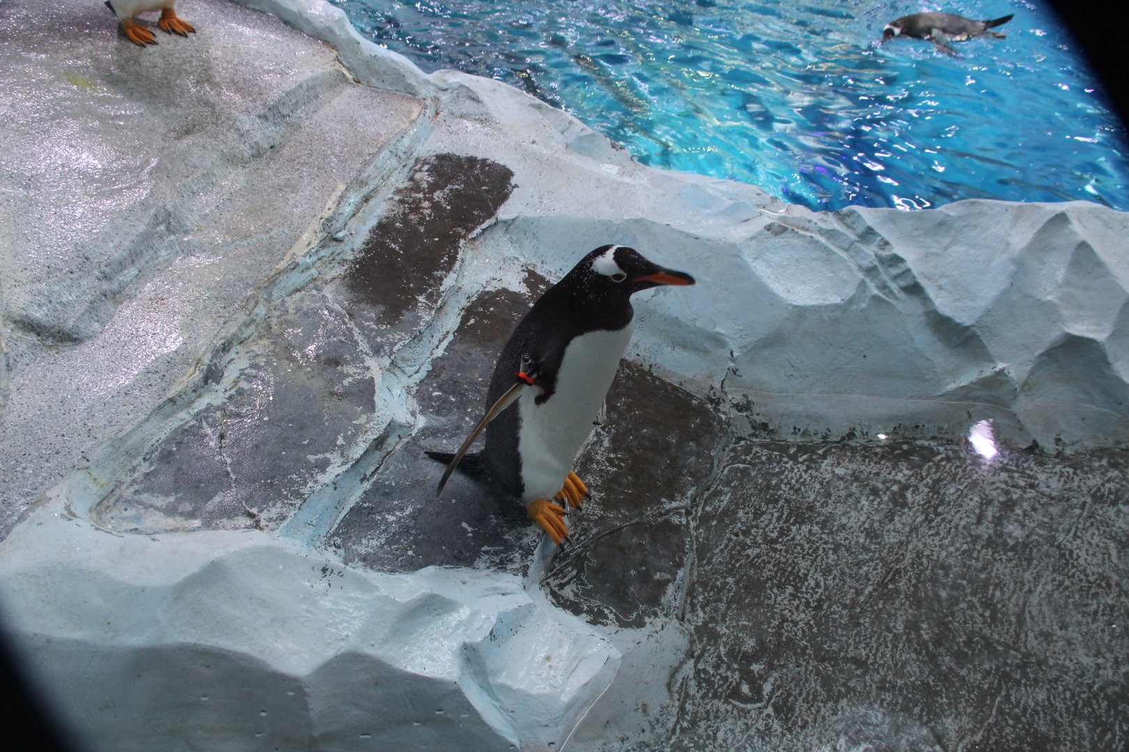 Detroit Zoo - Polk Penguin Conservation Center