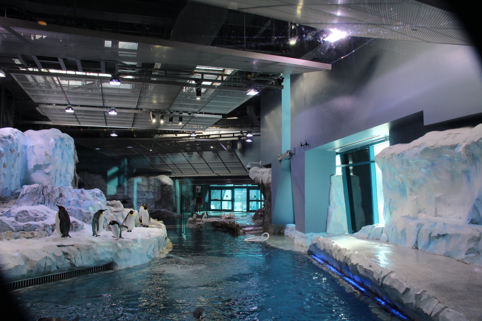 Detroit Zoo - Polk Penguin Conservation Center