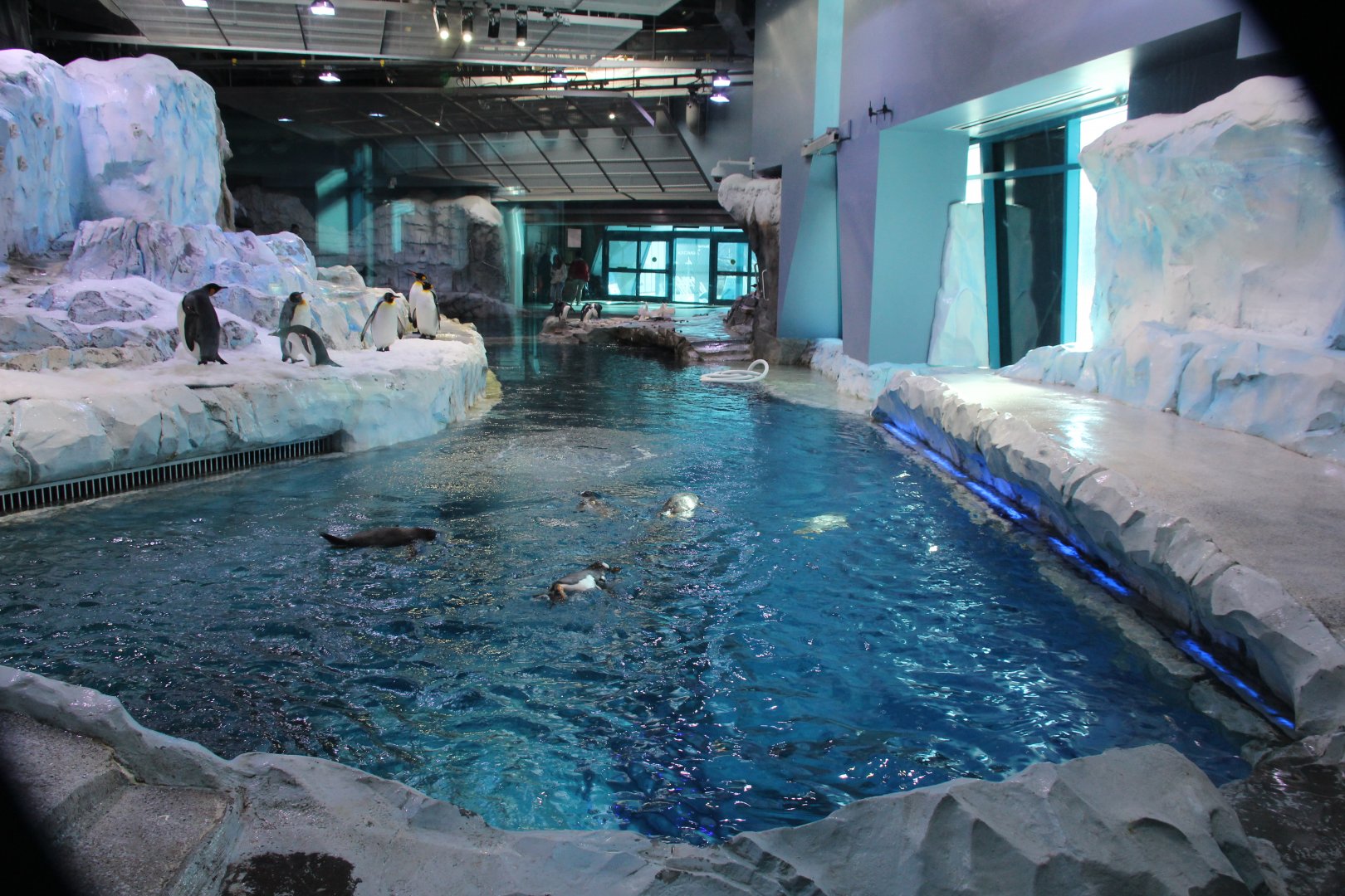 Detroit Zoo - Polk Penguin Conservation Center