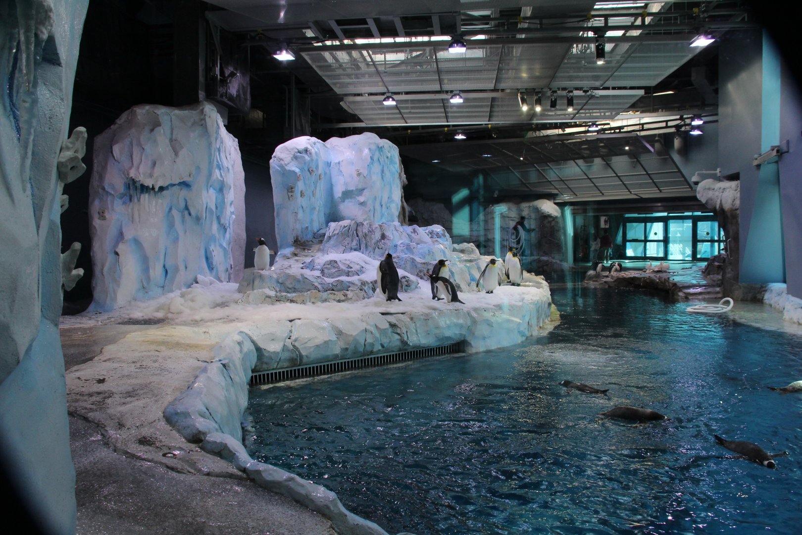 Detroit Zoo - Polk Penguin Conservation Center